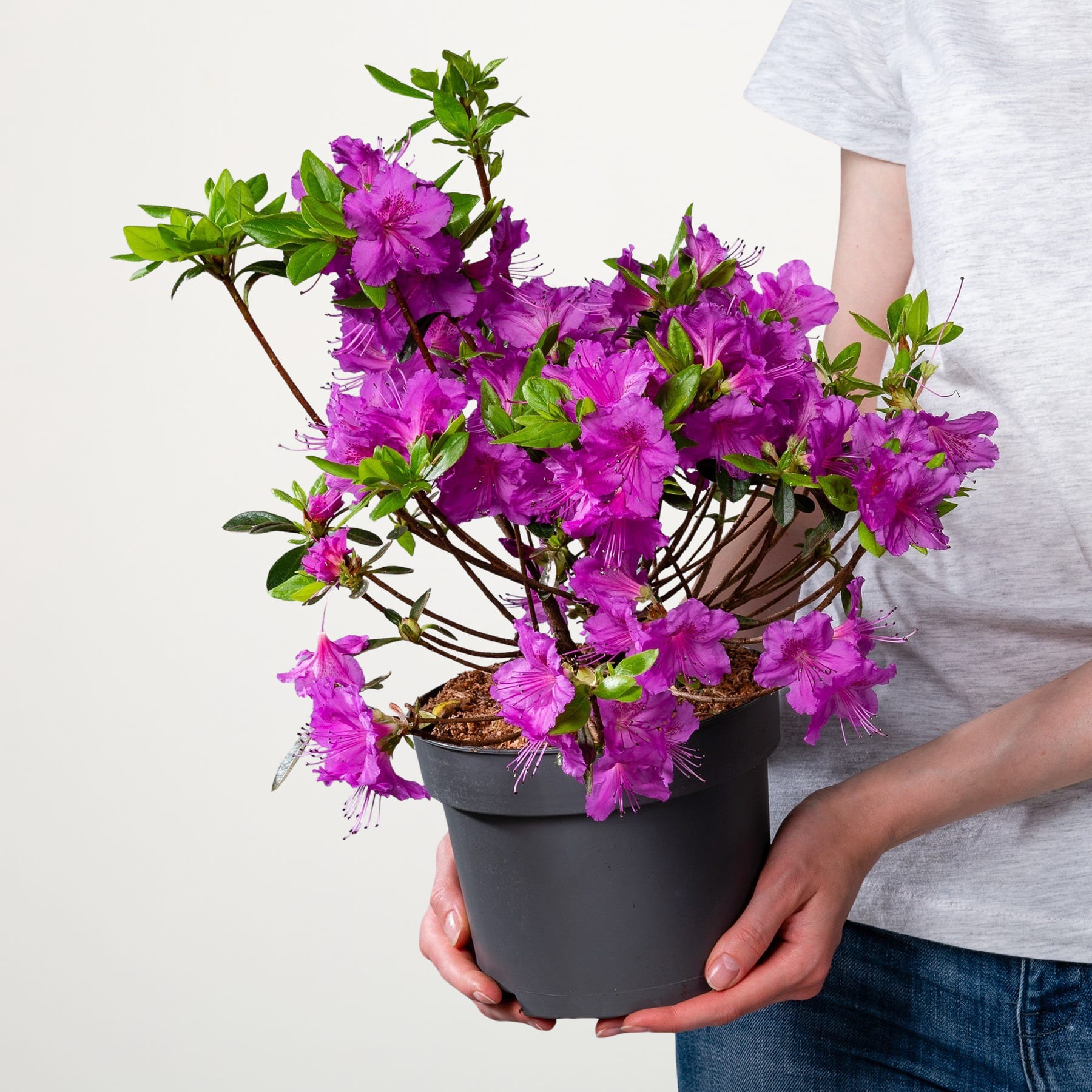 Ein leuchtender Strauß violetter Azaleenblüten in einem schwarzen Topf, gehalten von den Händen einer Person vor einem schlichten weißen Hintergrund.