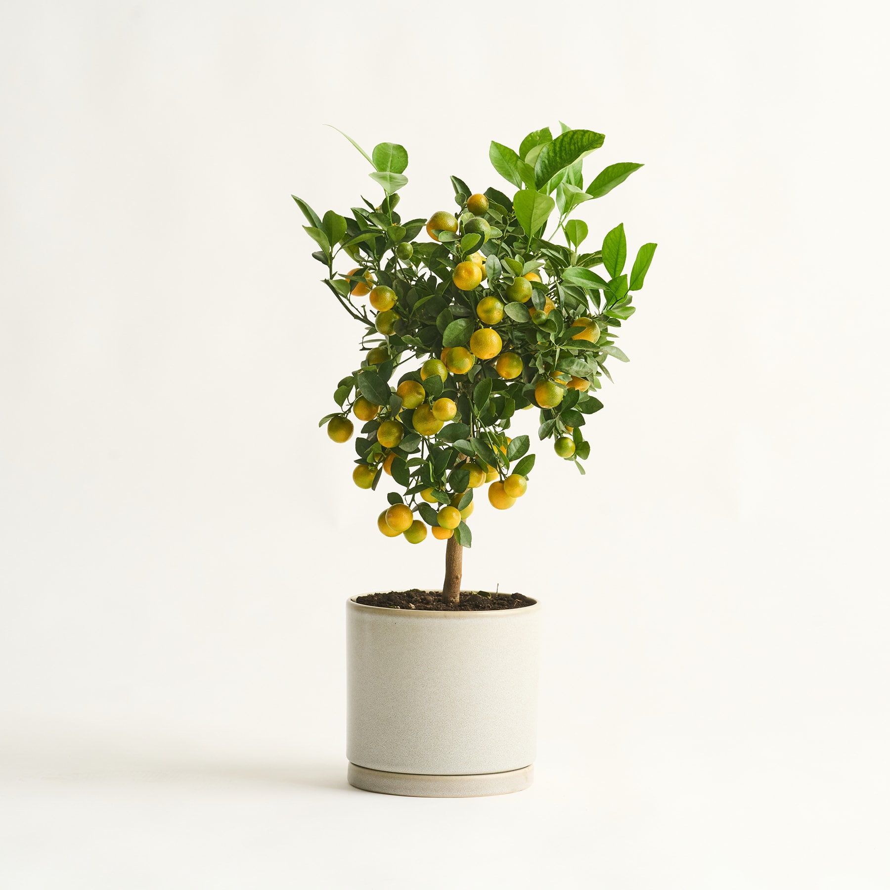 Ein kleiner Zitronenbaum mit leuchtend grünen Blättern und zahlreichen reifen, gelben Zitronen, die in einem weißen Keramiktopf vor einem schlichten weißen Hintergrund wachsen.