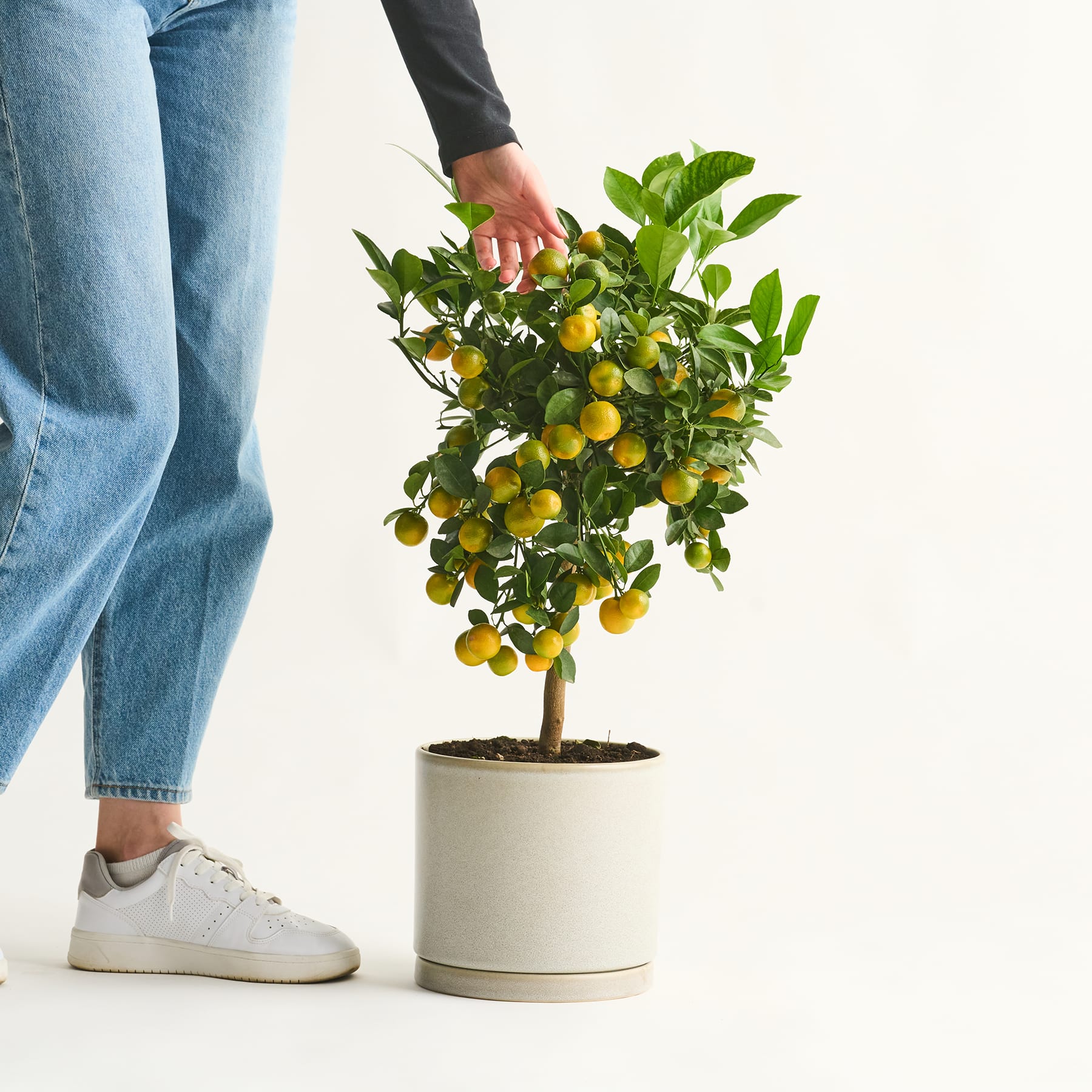 Die Hände einer Person halten vor einem schlichten weißen Hintergrund einen Zitronenbaum im Topf mit reifen gelben Früchten.
