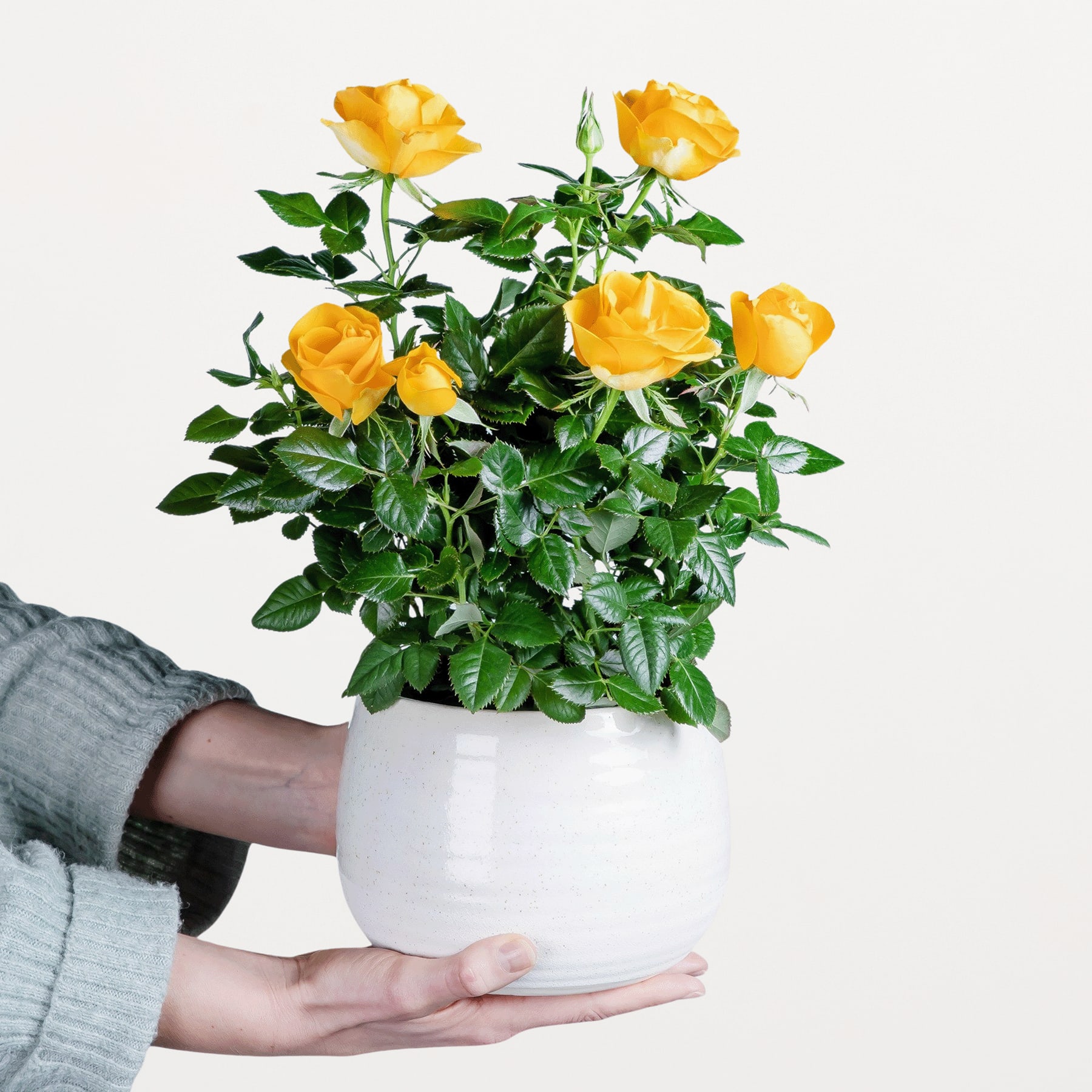 Die Hände einer Person halten eine Topfpflanze mit leuchtend gelben Rosen vor einem schlichten weißen Hintergrund.