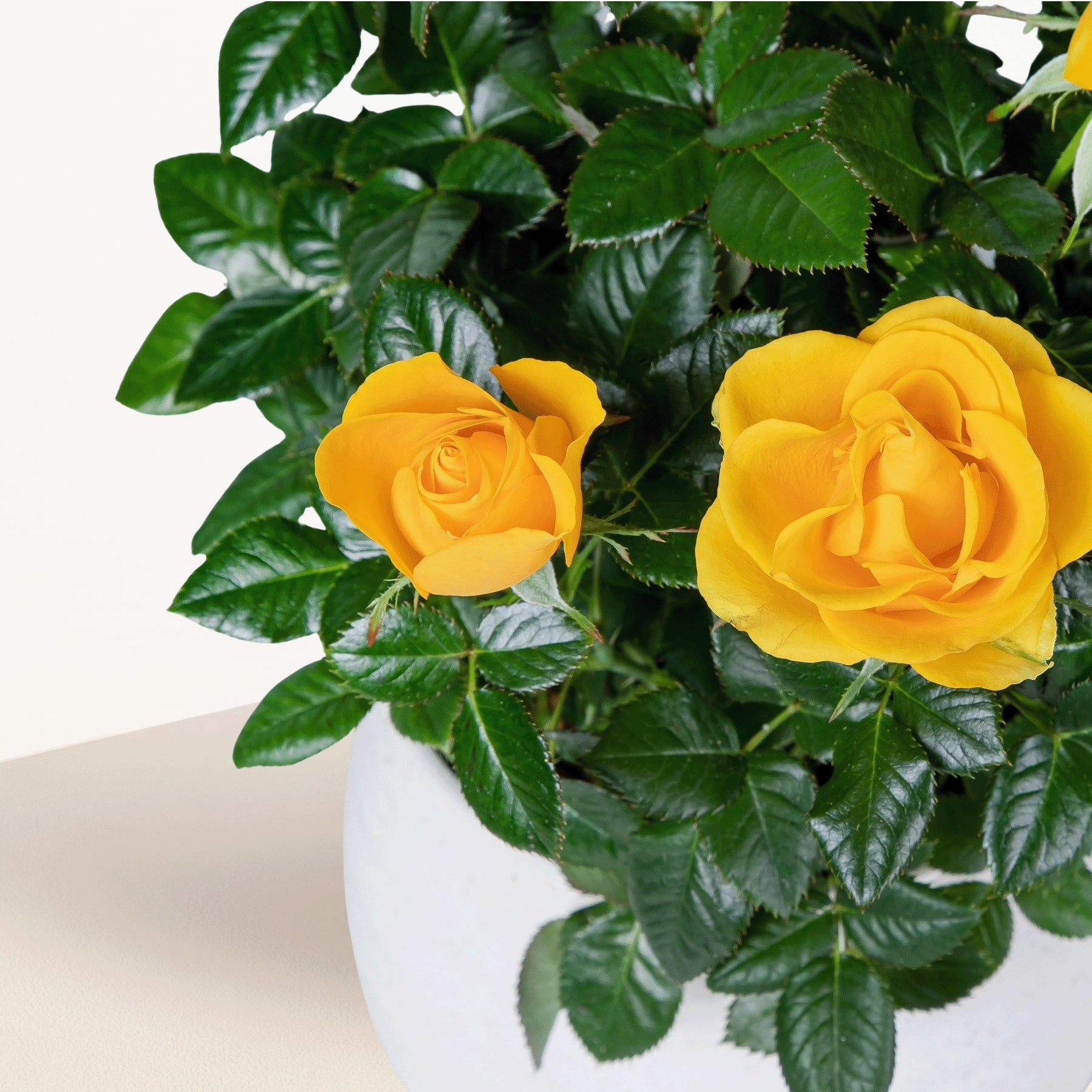 Leuchtend gelbe Rosen blühen inmitten üppigen grünen Laubs und bilden eine optisch beeindruckende und harmonische Komposition.