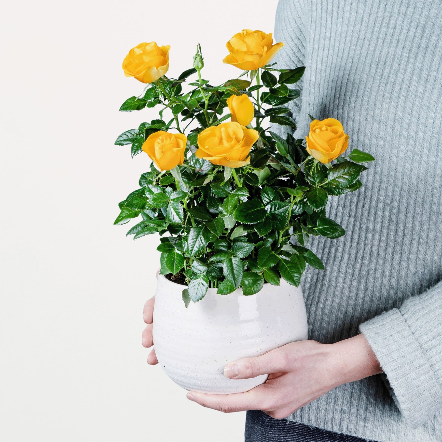 Die Hände einer Person halten eine Topfpflanze mit leuchtend gelben Rosenblüten vor einem schlichten grauen Hintergrund.