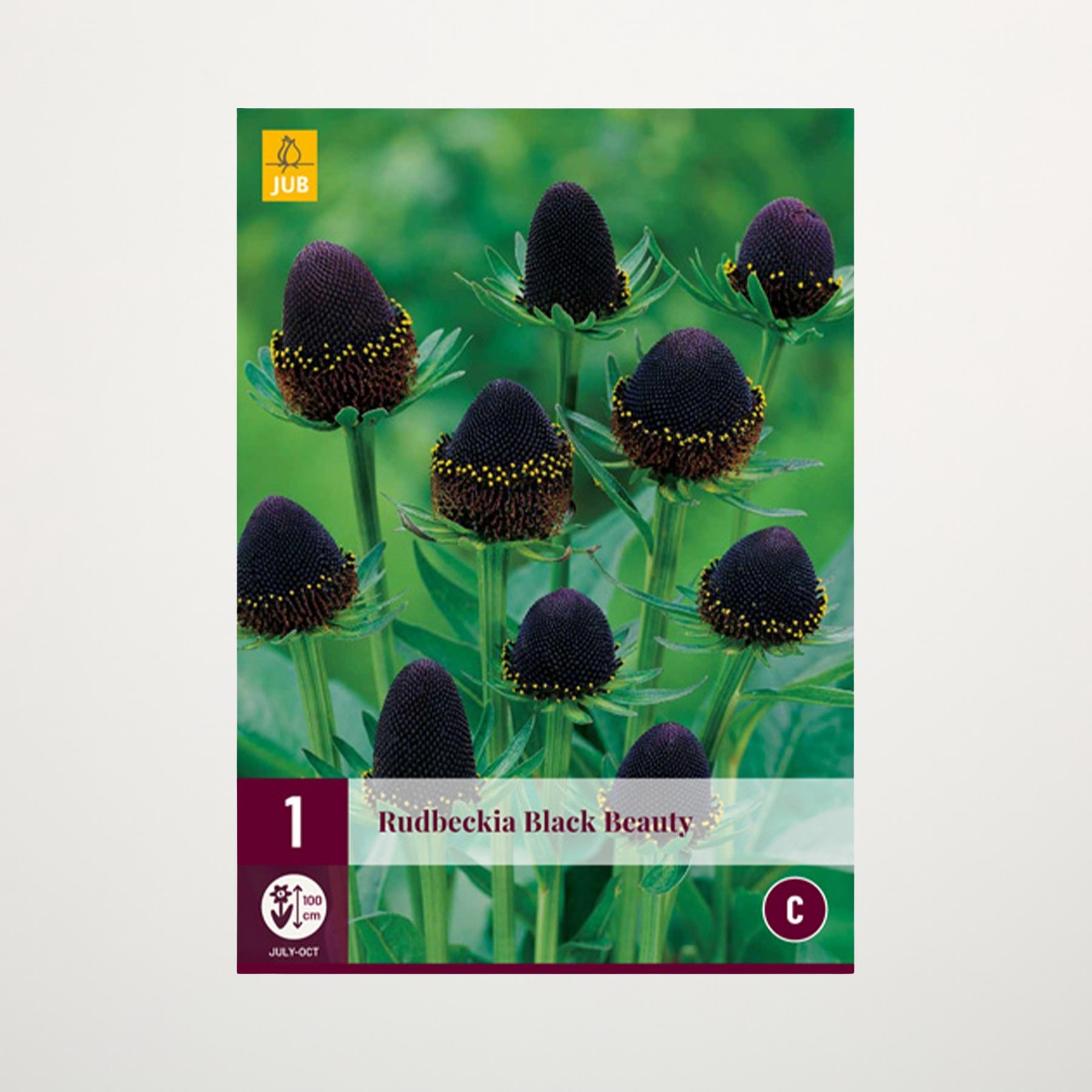 Das Bild zeigt mehrere dunkelviolette, fast schwarze Blüten mit markanten kegelförmigen Zentren, umgeben von grünem Laub vor einem unscharfen grünen Hintergrund.