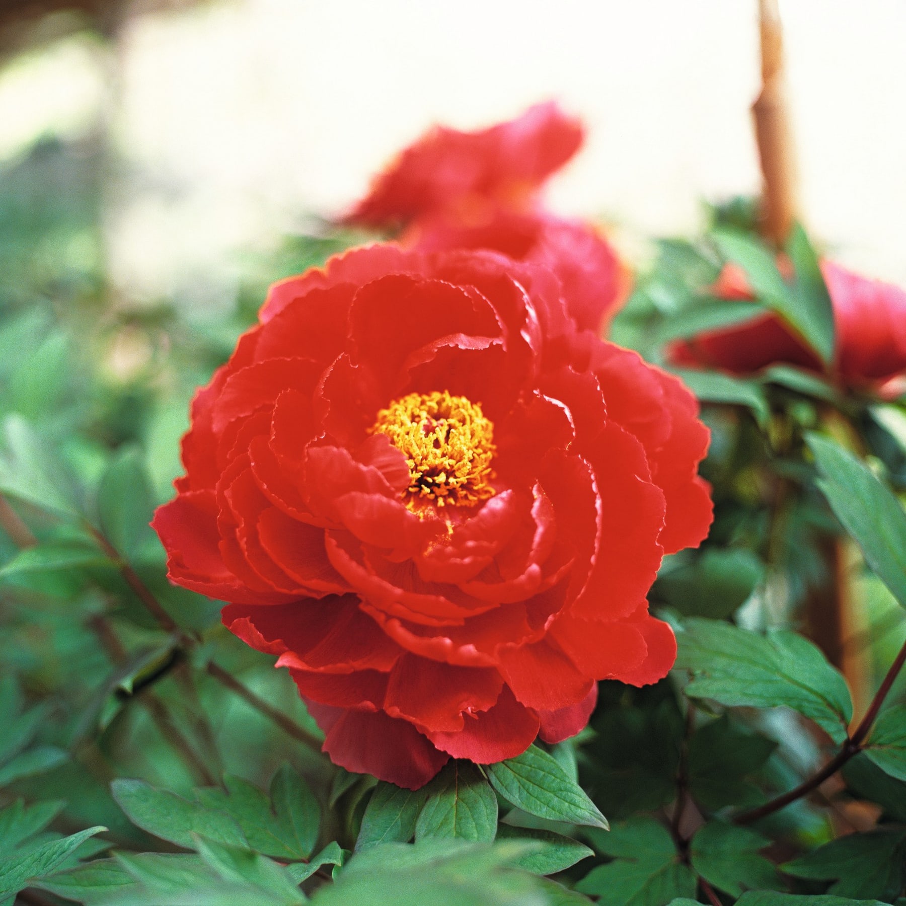 Eine leuchtend rote Pfingstrosenblüte in voller Blüte hebt sich von einem verschwommenen grünen Laubhintergrund ab.