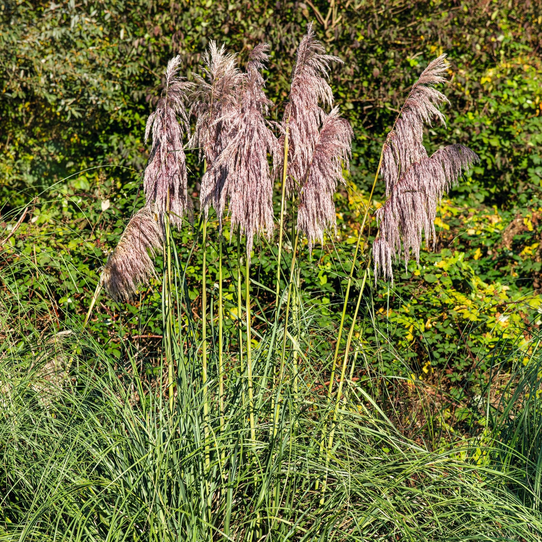 Hohe, dünne violette Federbüsche erheben sich aus einem üppigen, grünen Hintergrund aus grasbewachsenem Laub.