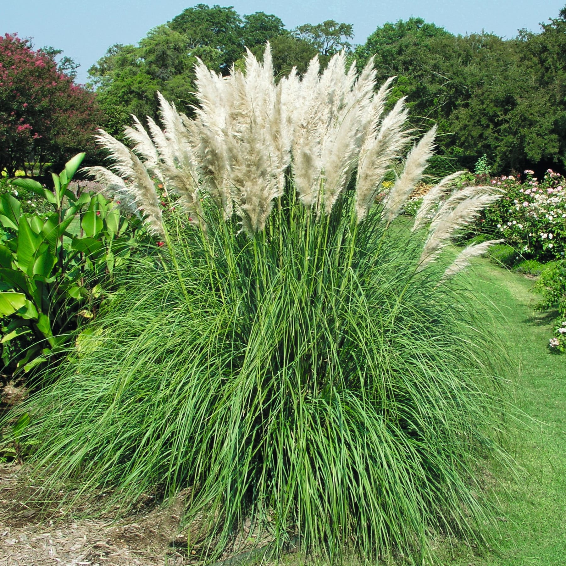 Das Bild zeigt einen üppigen, grünen Garten voller hoher, dünner, grasähnlicher Pflanzen mit flauschigen, weißen Federbüscheln an der Spitze ihrer Stängel vor dem Hintergrund leuchtend grüner Blätter und Bäume.