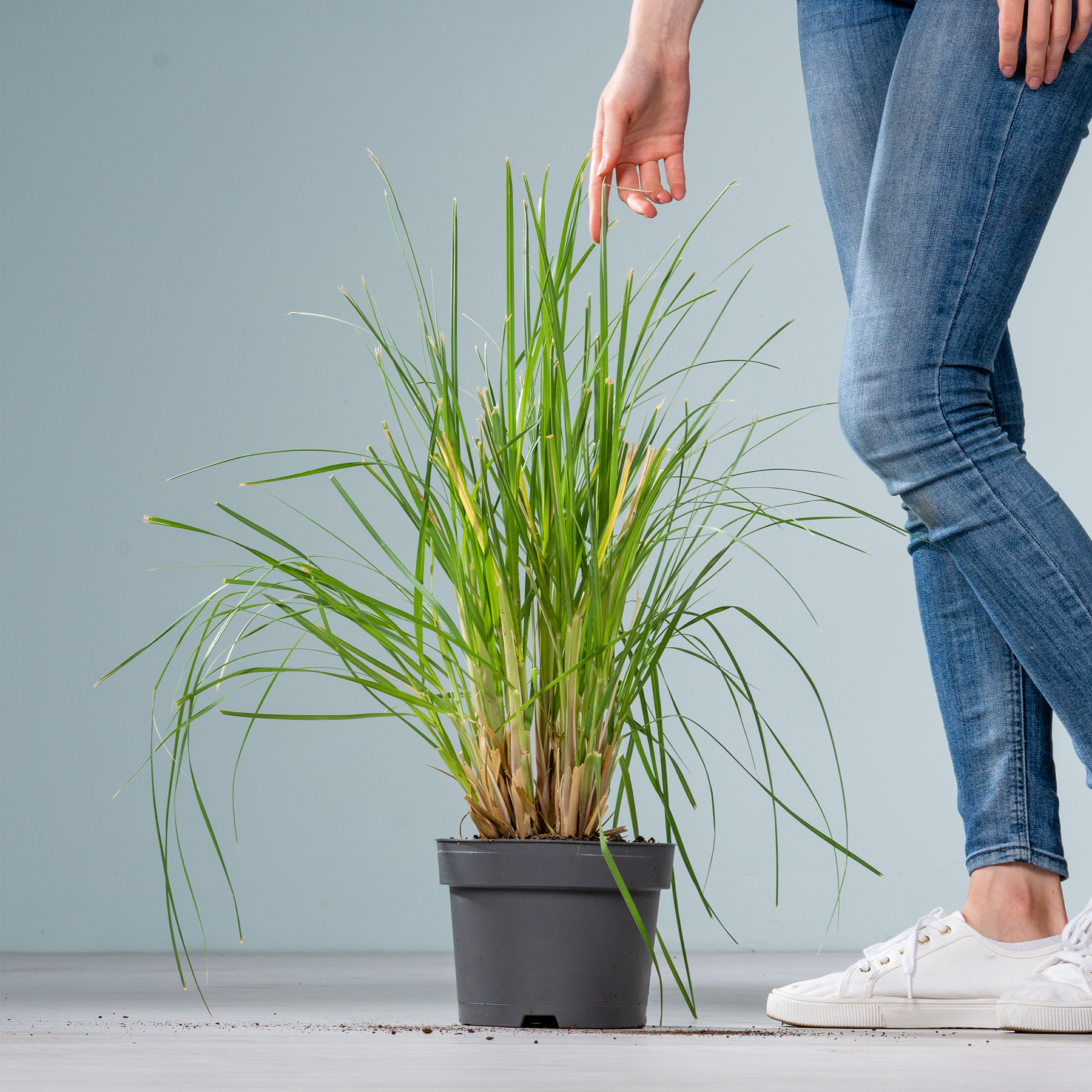 Auf dem Boden steht eine Topfpflanze mit hohen, grünen, grasähnlichen Blättern. Im Vordergrund sind die Beine und Füße einer Person zu sehen, die weiße Turnschuhe trägt.