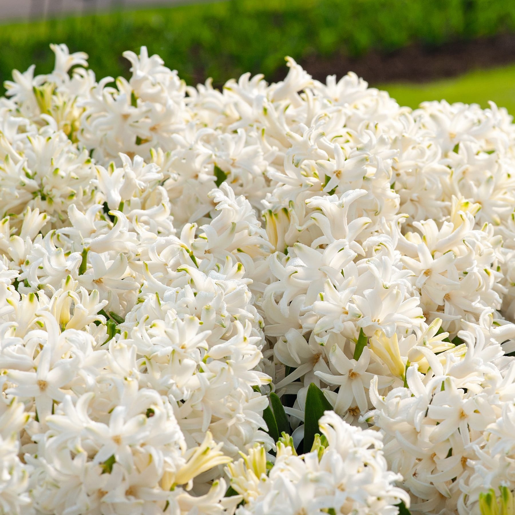 Ein üppiges, grünes Feld ist mit einer Fülle zarter, makellos weißer Blumen bedeckt, deren Blütenblätter sich sanft vor dem leuchtend grünen Laub im Hintergrund entfalten.