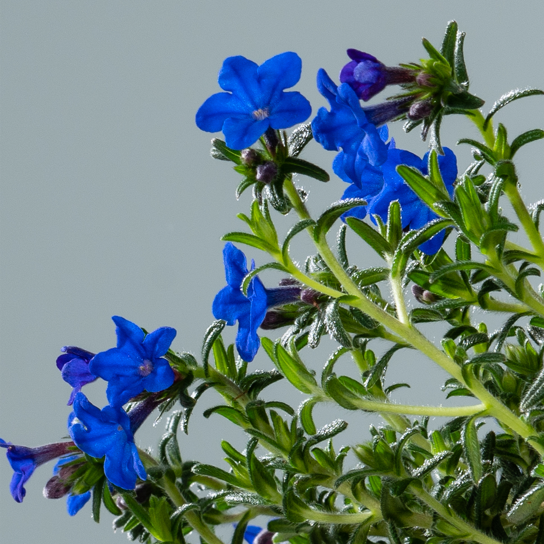 Leuchtend blaue Blüten mit grünem Laub vor einem gedämpften grauen Hintergrund.