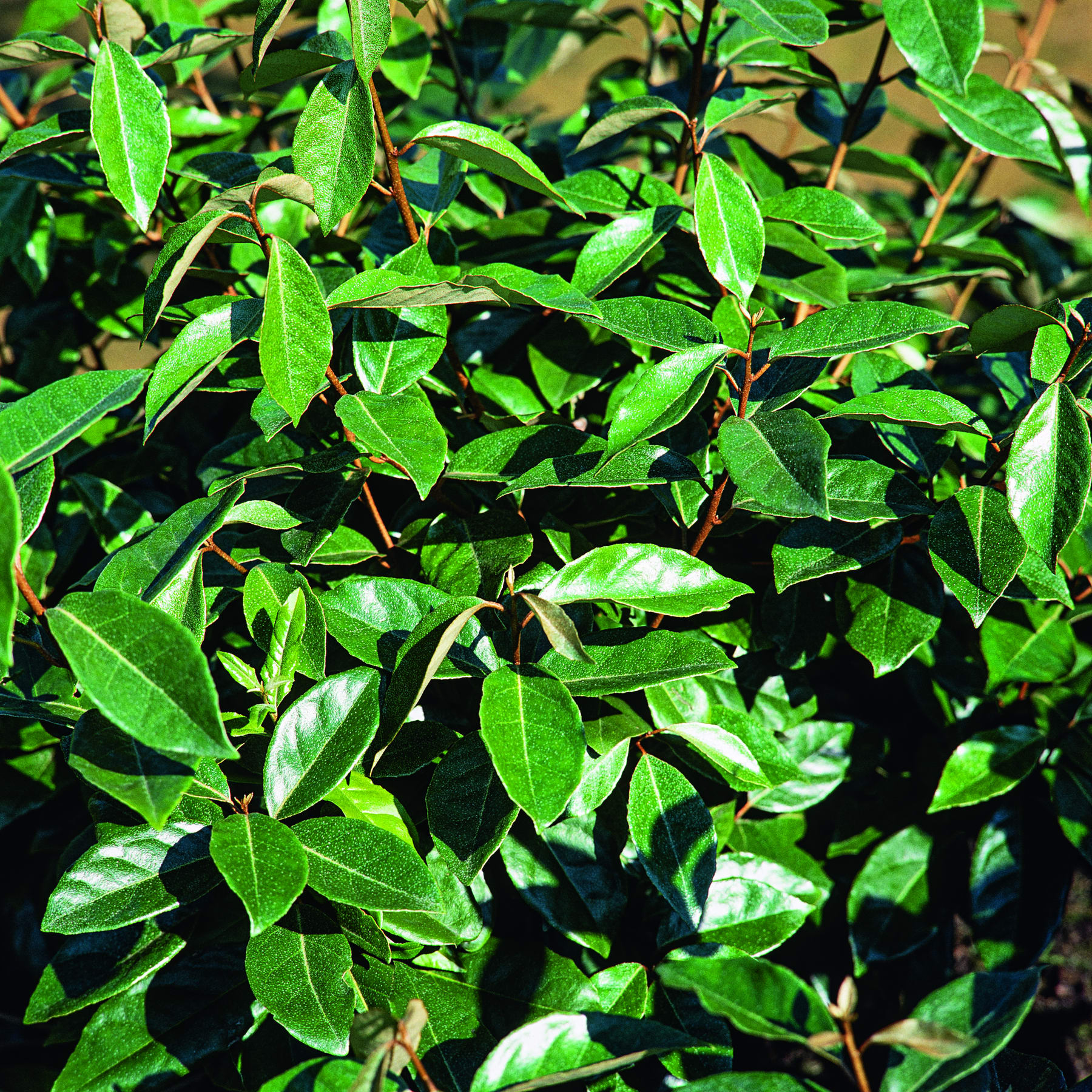 Das Bild zeigt ein dichtes, üppiges Laubwerk aus grünen Blättern mit verschiedenen Schattierungen und Texturen, die eine lebendige und grüne Szene schaffen.