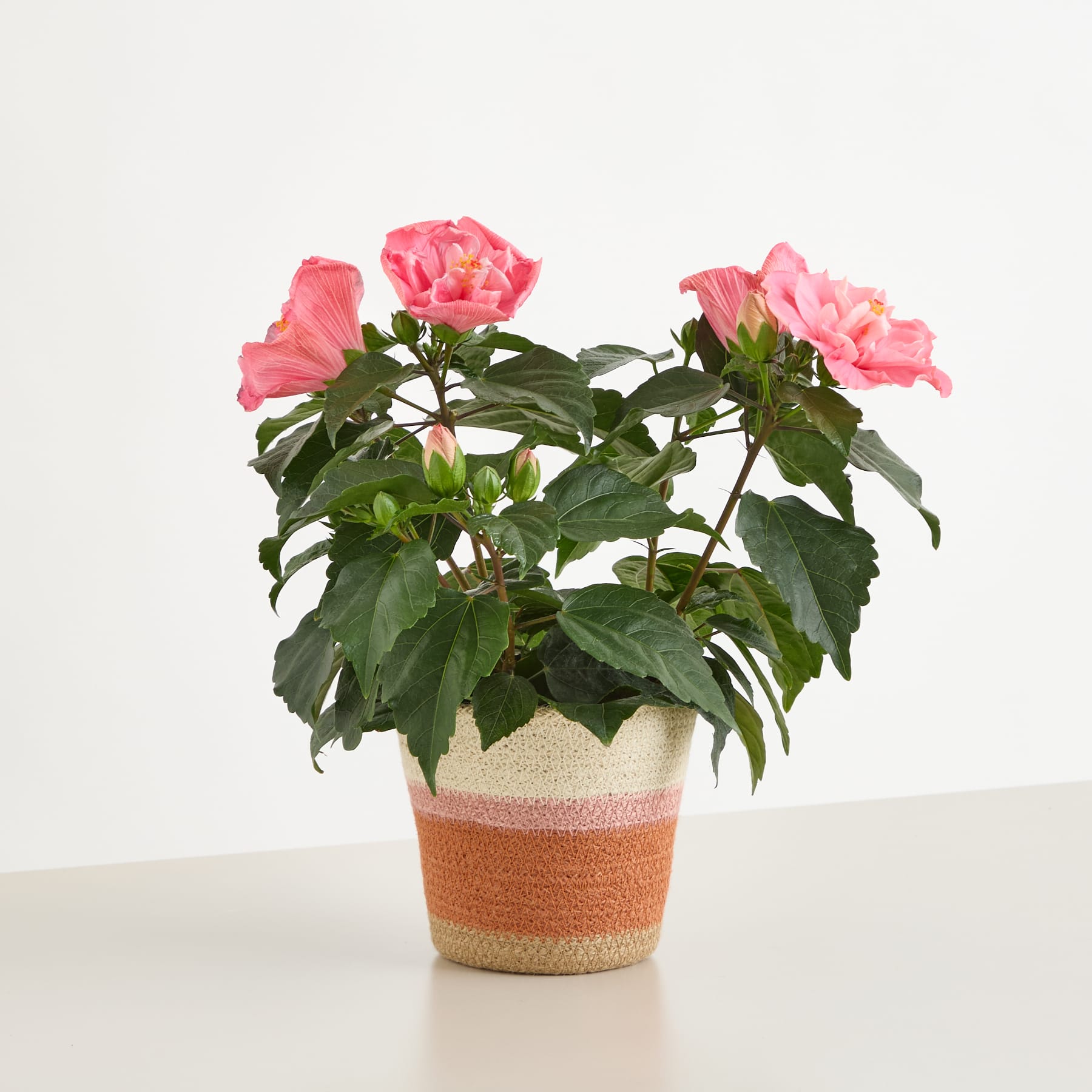 Eine Topfpflanze mit leuchtend rosa, rosenartigen Blüten steht auf einem schlichten weißen Hintergrund. Ihre üppigen grünen Blätter und farbenfrohen Blüten ergeben ein optisch beeindruckendes und natürliches Bild.