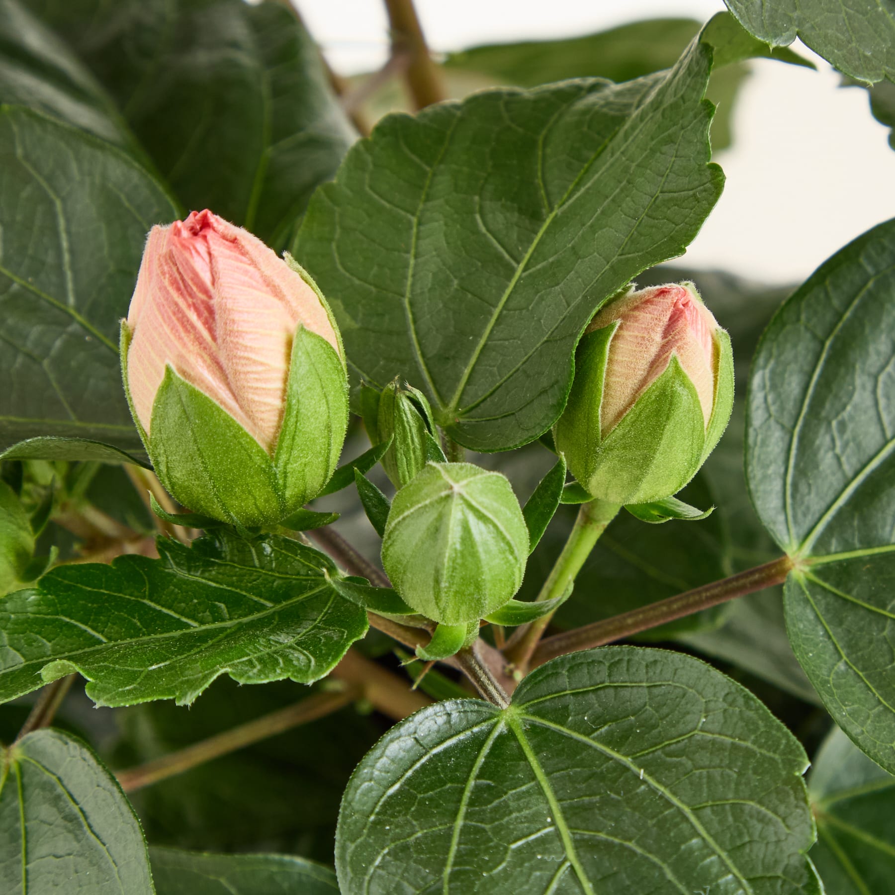 Das Bild zeigt mehrere grüne Blätter mit zwei rosa Blütenknospen, die aus der Mitte hervorwachsen, umgeben von üppigem Laub.