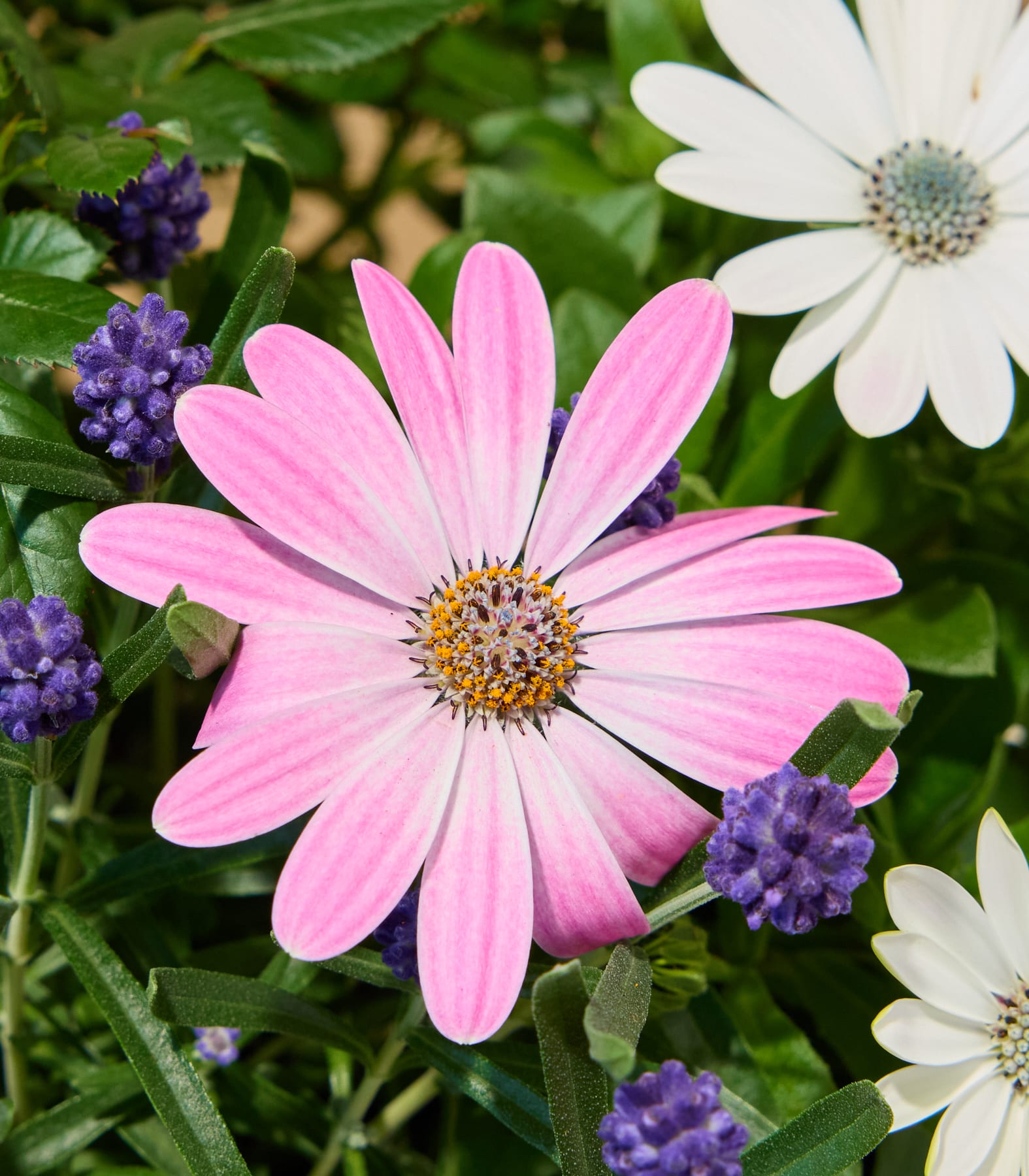 Ein geflochtener Korb mit rosa-weißem Muster, gefüllt mit grünen Blättern und Stängeln, ruht auf einer Holzoberfläche.