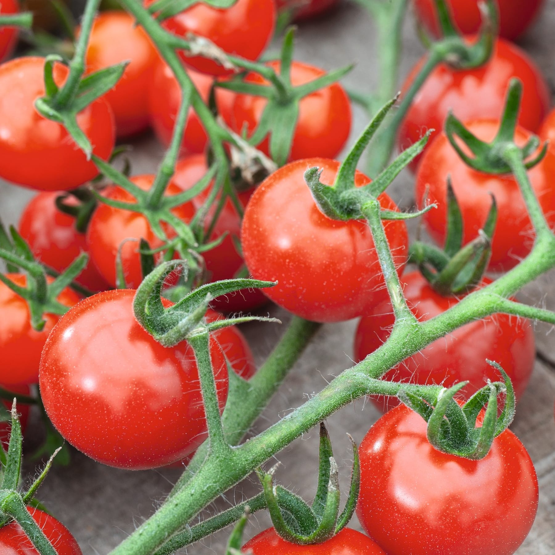 Eine Nahaufnahme einer Gruppe reifer, roter Tomaten, die an ihren Ranken wachsen und von üppigen grünen Blättern und Stielen umgeben sind.