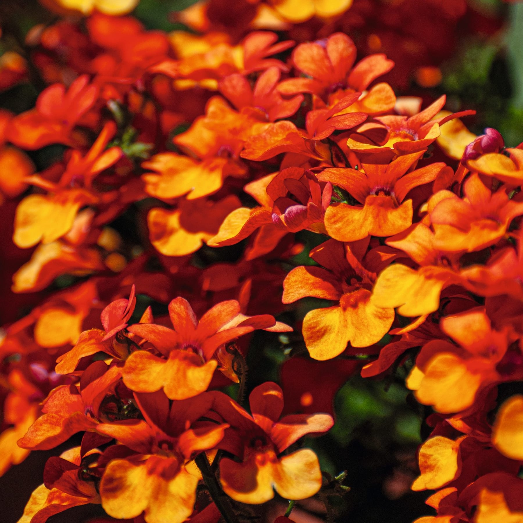Eine leuchtende Pracht orangefarbener und gelber Ringelblumenblüten, deren Blütenblätter vor dem Hintergrund üppigen Grüns nach außen strahlen.