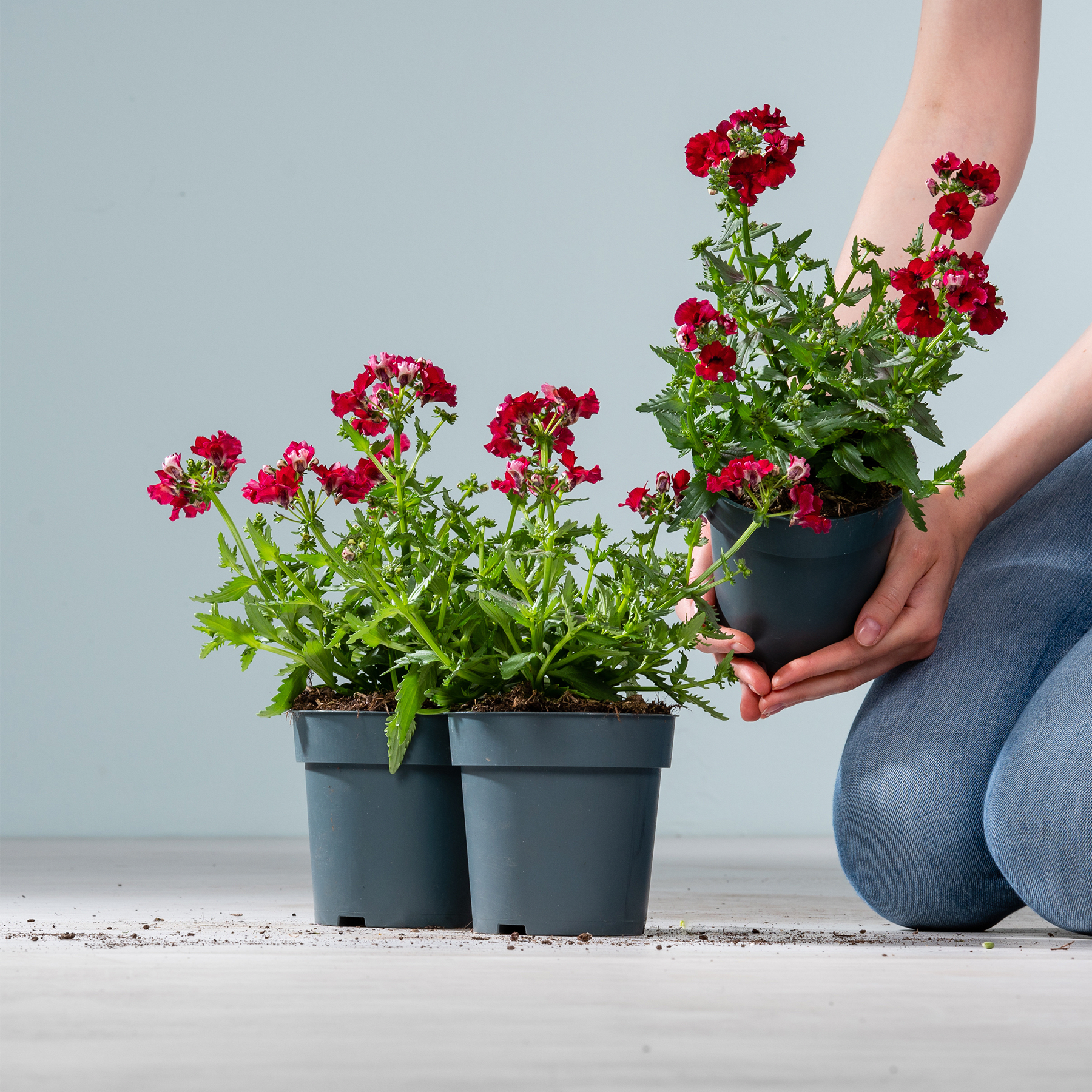 Leuchtend rote Blumen in schwarzen Pflanzgefäßen stehen auf einer Holzoberfläche vor einem schlichten grauen Hintergrund, die Pflanzgefäße werden sanft von Händen gehalten.
