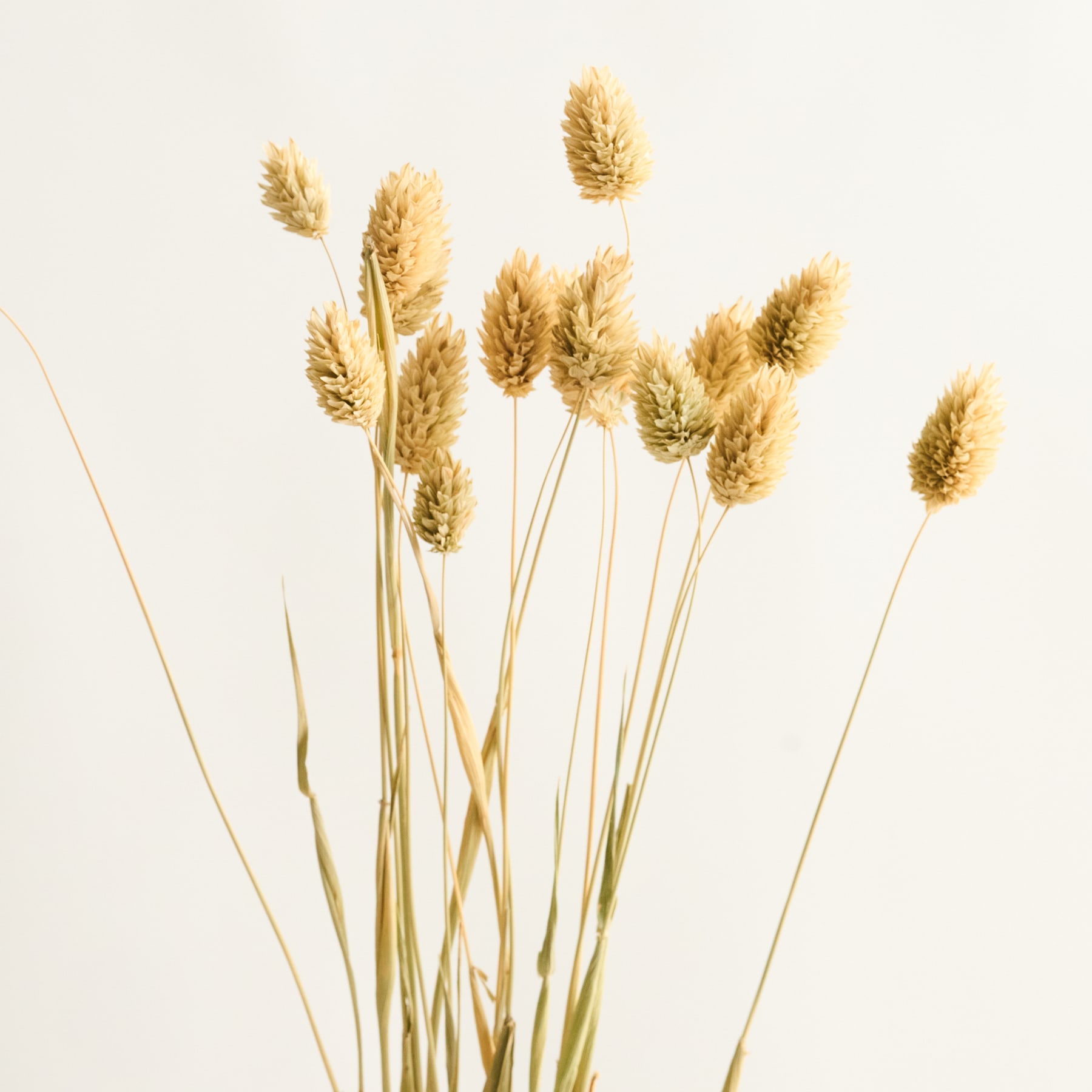 Ein Strauß goldener, flauschiger, grasähnlicher Pflanzen steht vor einem schlichten, hellen Hintergrund.
