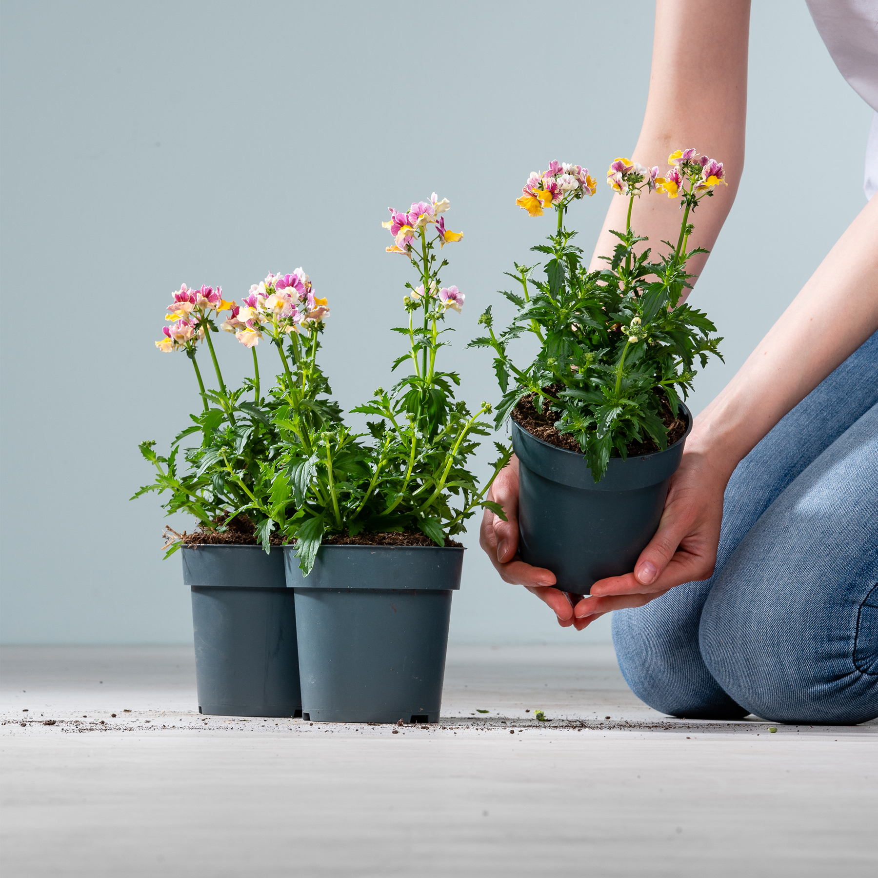 Das Bild zeigt die Hände einer Person, die vor einem schlichten Hintergrund zwei Topfpflanzen mit bunten Blüten hält.