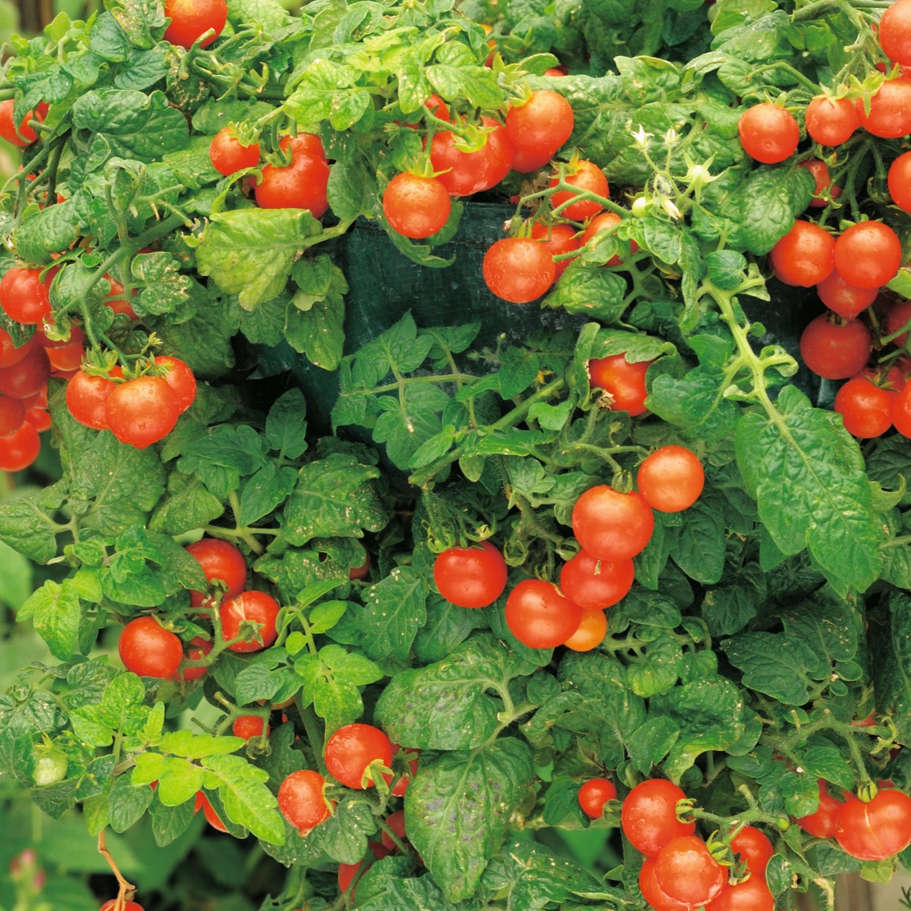 Das Bild zeigt einen üppigen, grünen Garten voller leuchtend roter Tomaten, die zwischen dem grünen Laub wachsen.