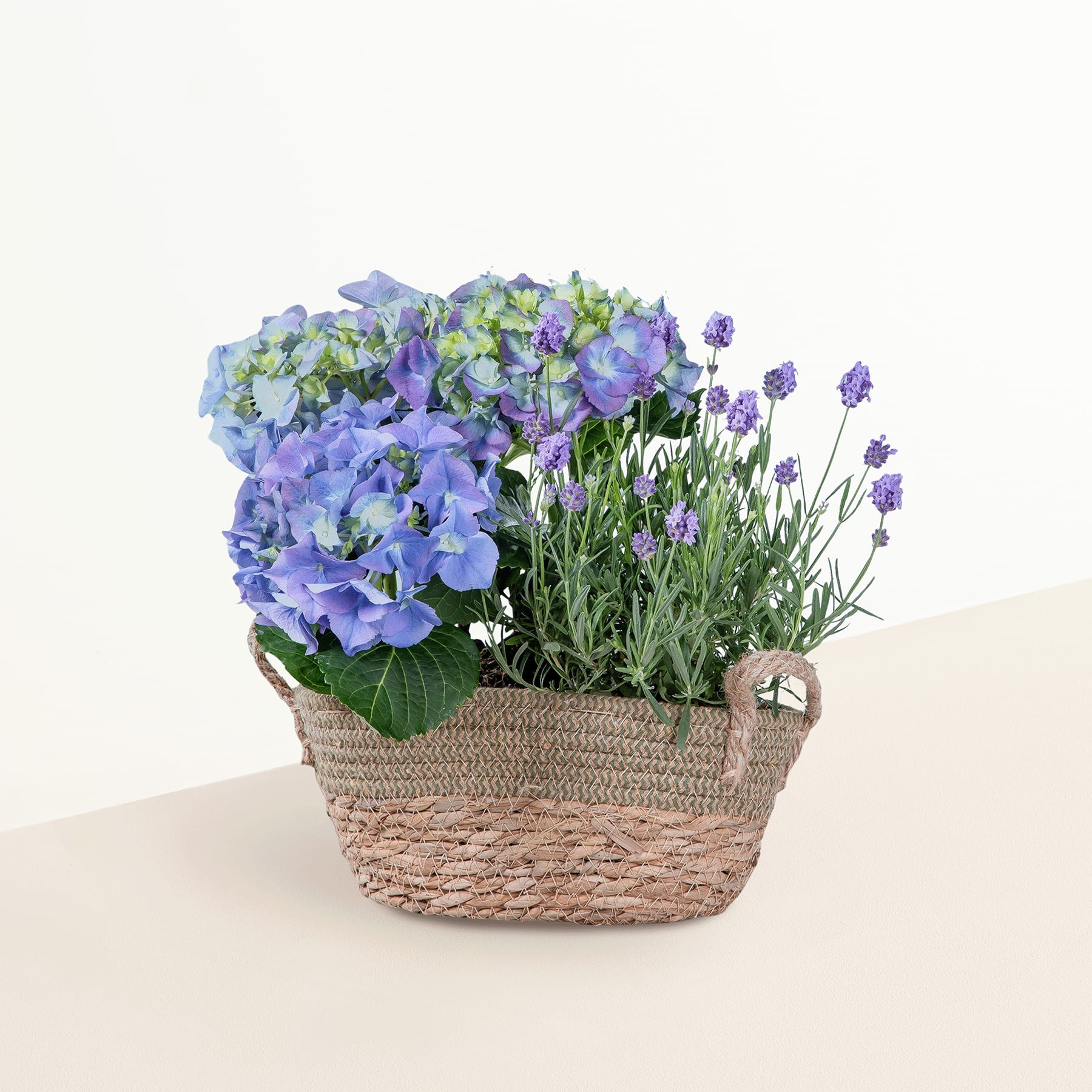 Ein geflochtener Korb gefüllt mit leuchtend violetten und blauen Hortensienblüten, begleitet von üppigem grünem Laub und zarten Lavendelzweigen, ruht auf einer hellen Oberfläche.