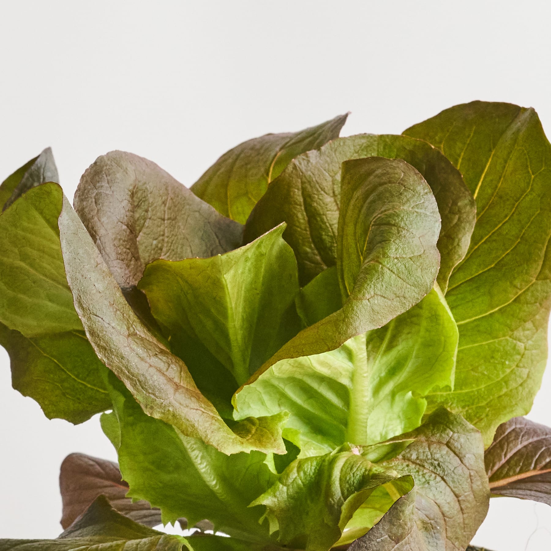 Eine Nahaufnahme frischer, leuchtend grüner Salatblätter, deren komplexe Texturen und Formen den Rahmen vor einem schlichten weißen Hintergrund ausfüllen.