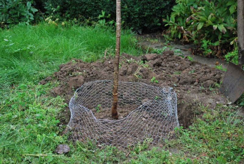 In einer Rasenfläche, umgeben von üppigem Grün, steht eine Drahtgitterfalle, aus deren Mitte ein Holzpfahl herausragt.