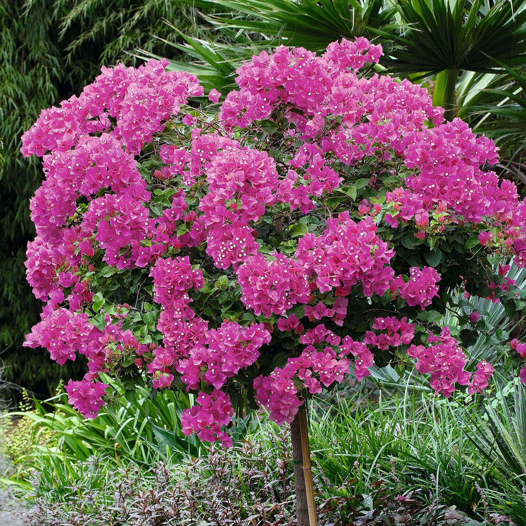 Eine üppige, lebendige Pracht rosafarbener Bougainvillea-Blüten, die über einen grünen Hintergrund aus tropischem Laub herabfallen.