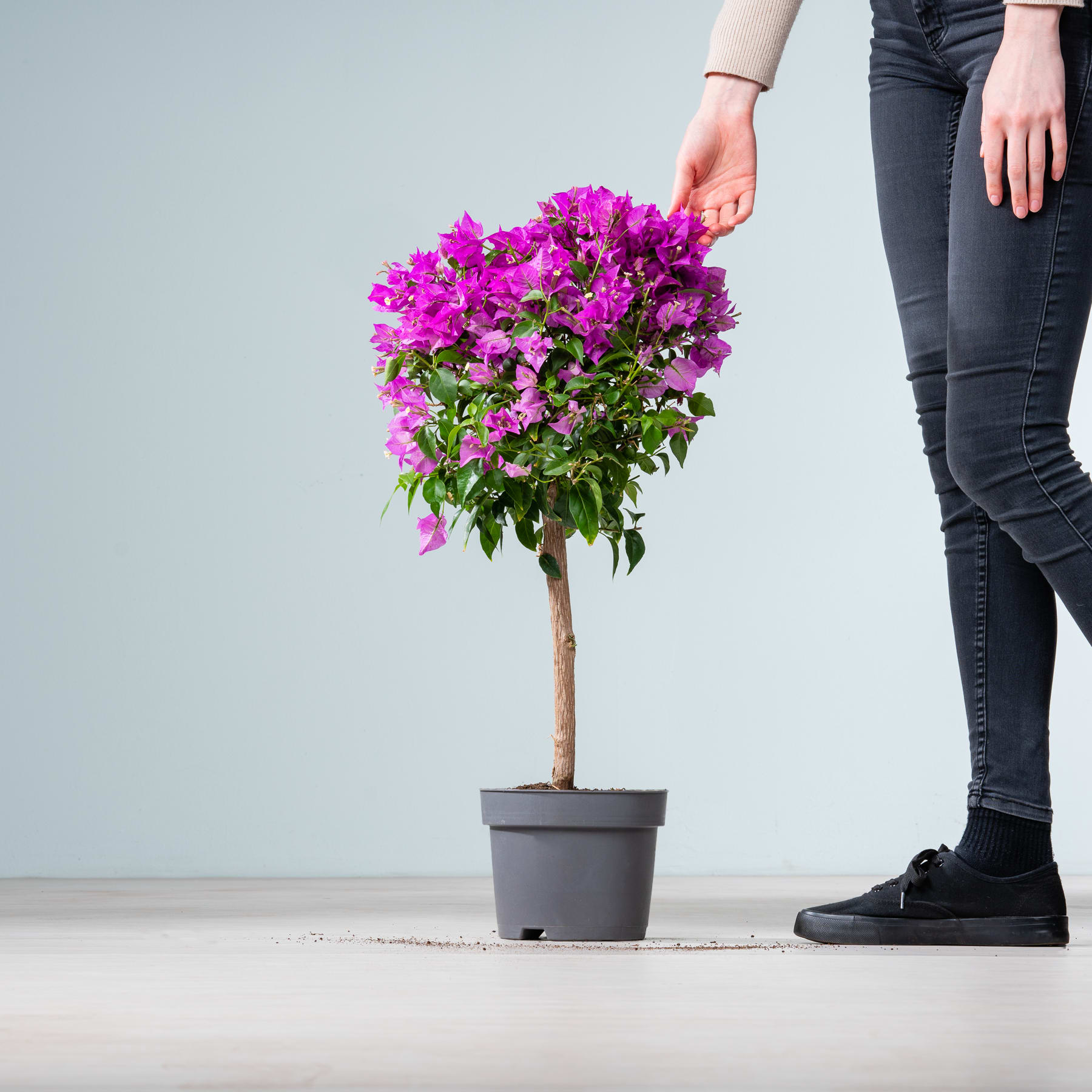 Eine leuchtend violette Bougainvillea-Pflanze in einem Topf steht auf einem Holzboden, im Vordergrund sind die Beine und Schuhe einer Person zu sehen.