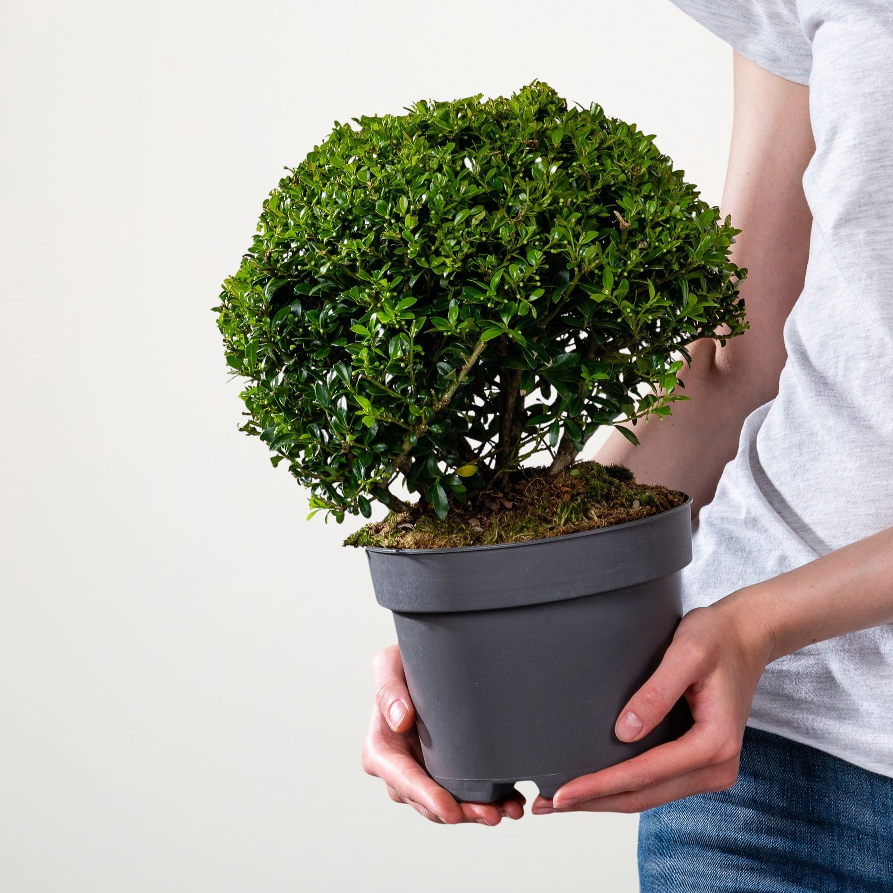 Die Hände einer Person halten einen Bonsai-Baum im Topf mit üppigem, grünem Laub vor einem schlichten weißen Hintergrund.