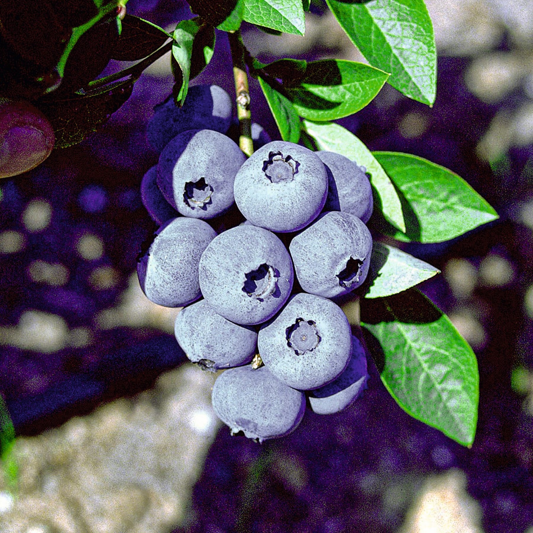 Eine Traube praller, bläulich-grauer Blaubeeren, eingebettet zwischen üppigen grünen Blättern vor einem verschwommenen, dunklen Hintergrund.