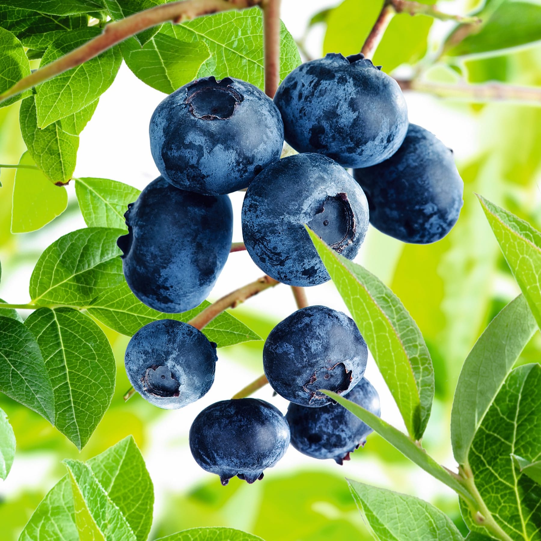 Pralle, dunkelblaue Blaubeeren hängen inmitten üppiger grüner Blätter an einem Zweig und schaffen eine lebendige und appetitliche Szene.
