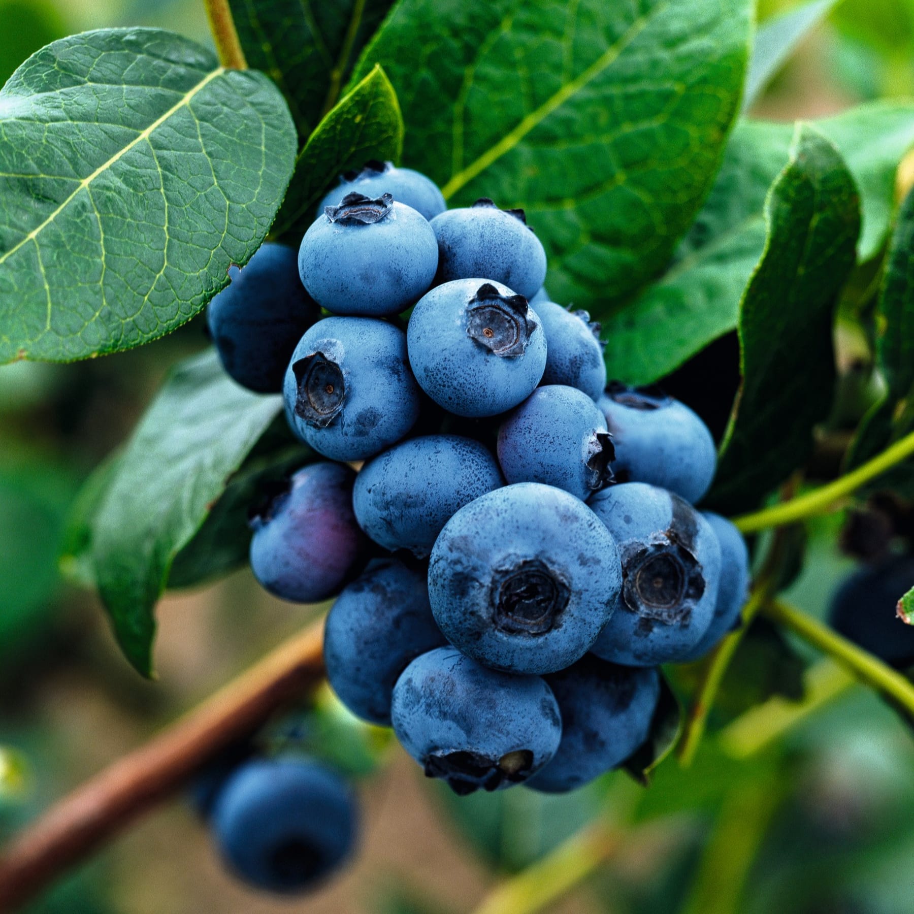 Eine Gruppe reifer, tiefblauer Blaubeeren, eingebettet zwischen üppigen grünen Blättern vor einem unscharfen natürlichen Hintergrund.