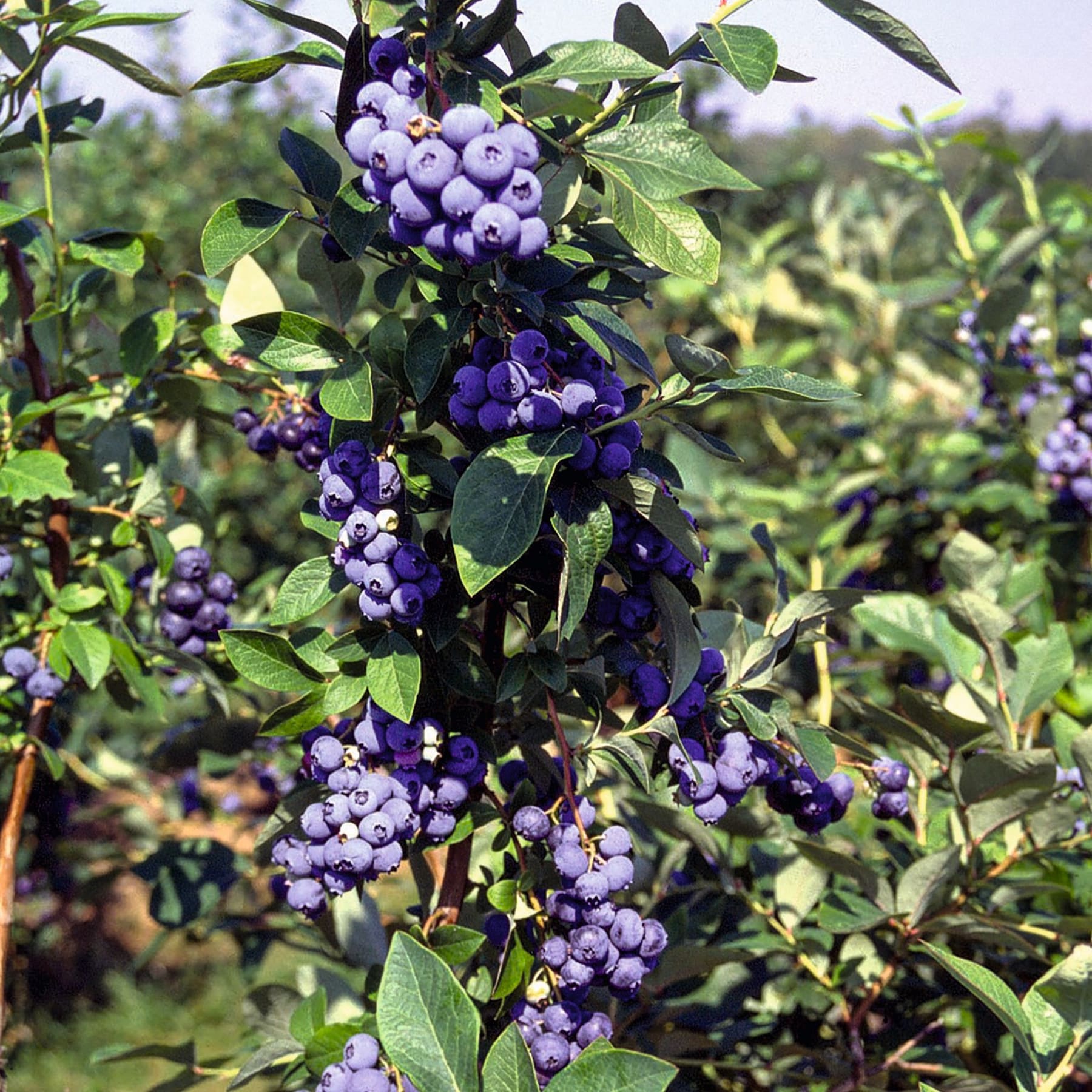 Das Bild zeigt eine Nahaufnahme einer Pflanze mit Büscheln kleiner, dunkelvioletter Beeren, umgeben von grünen Blättern vor einem unscharfen natürlichen Hintergrund.