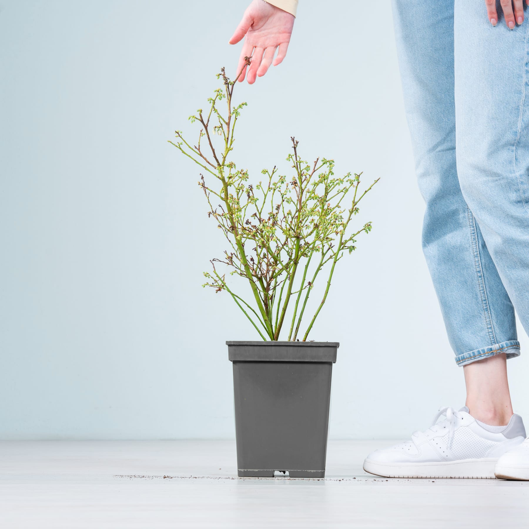 Die Hände einer Person berühren sanft eine Topfpflanze mit kleinen weißen Blüten vor einem schlichten blauen Hintergrund, wobei die Füße der Person im Vordergrund sichtbar sind.