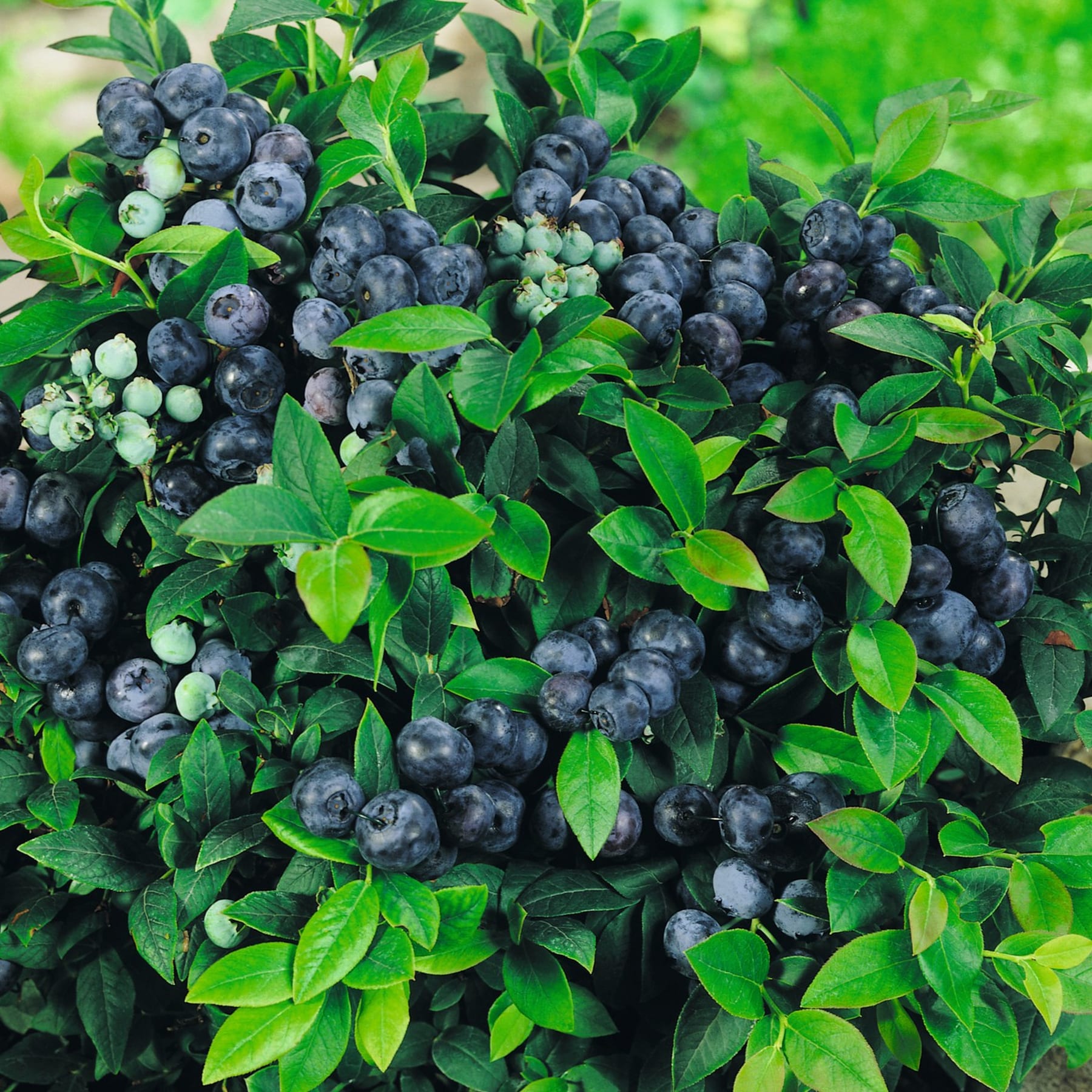 Ein üppiger, grüner Busch voller Trauben reifer, dunkelblauer Blaubeeren, eingebettet zwischen dem leuchtenden Laub.