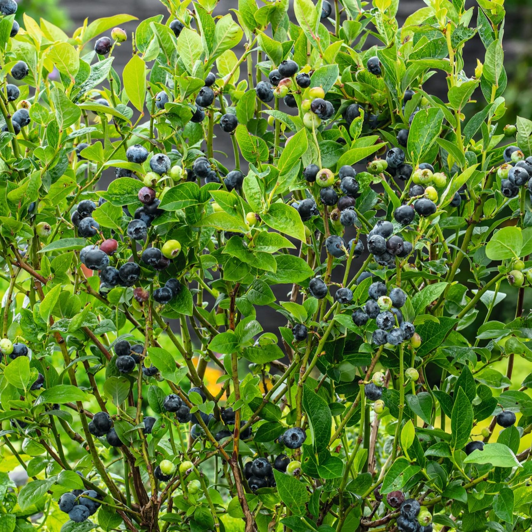 Ein üppiger, grüner Busch mit einer Fülle reifer, dunkelblauer Beeren, eingebettet zwischen dem leuchtenden Laub.