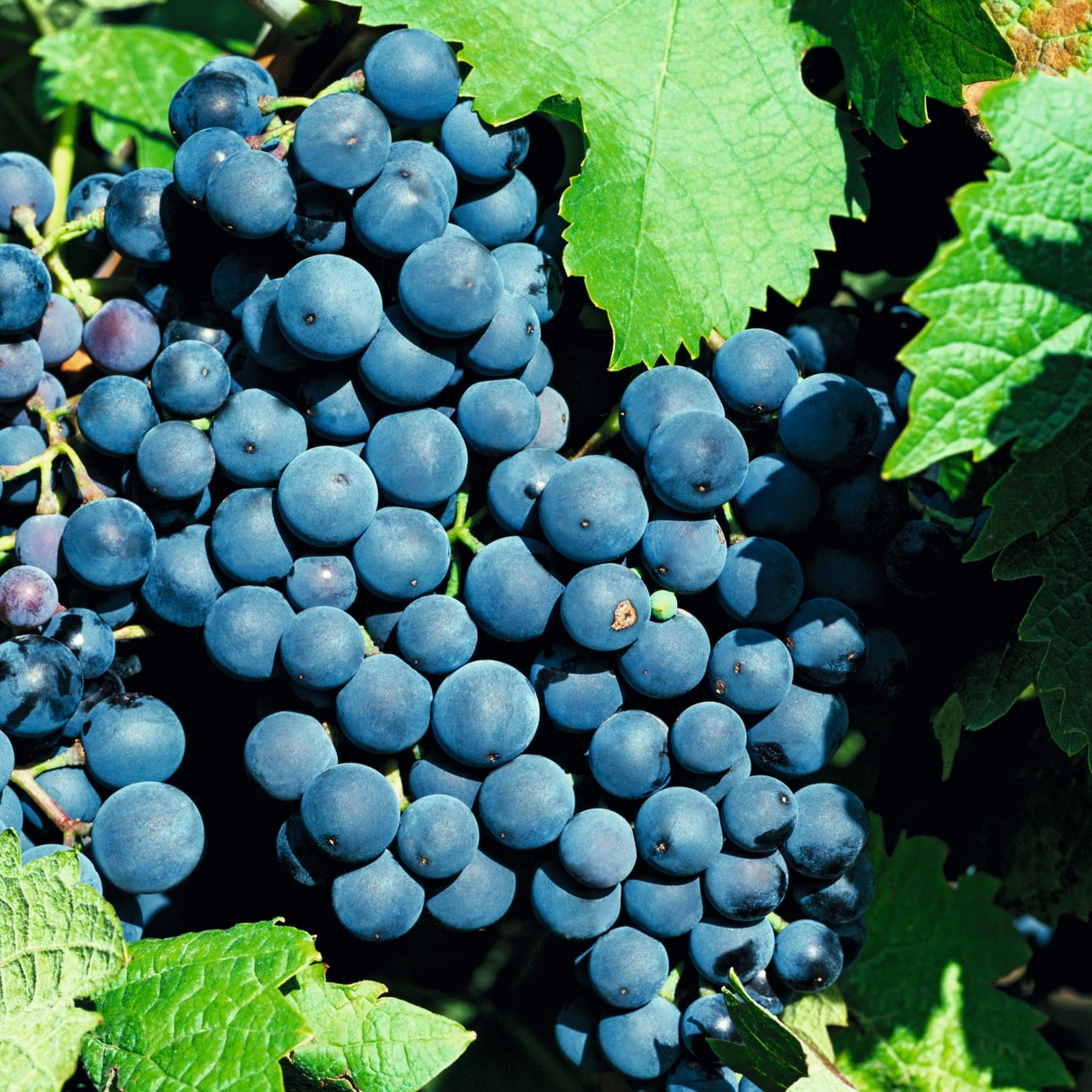 Trauben reifer, dunkelblauer Weintrauben hängen zwischen üppigen grünen Blättern am Weinstock und schaffen eine lebendige und natürliche Szene.