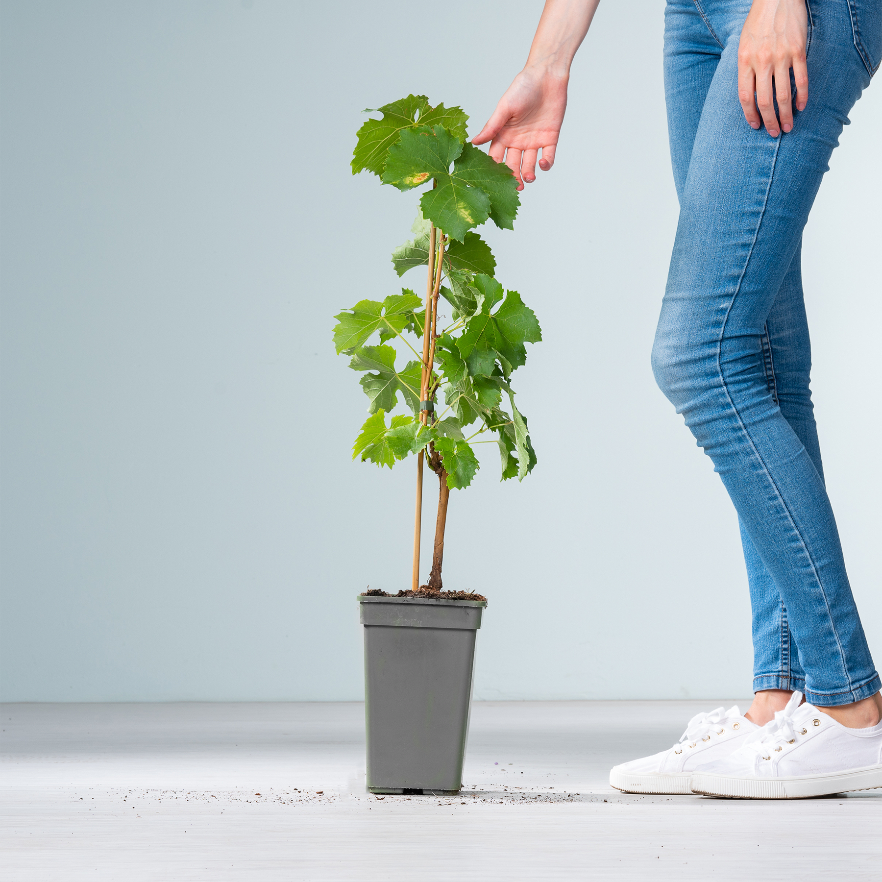 Auf dem Boden steht eine Topfpflanze mit großen grünen Blättern. Im Vordergrund sind die Beine und Füße einer Person zu sehen, die Blue Jeans und weiße Turnschuhe trägt.