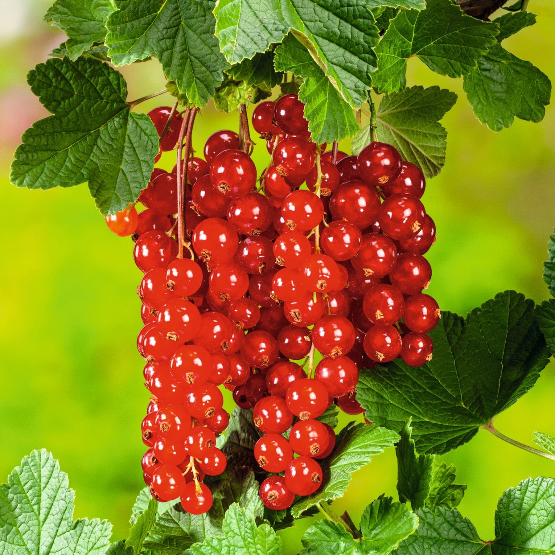Leuchtend rote Johannisbeeren hängen in Büscheln zwischen üppigen grünen Blättern vor einem unscharfen natürlichen Hintergrund.