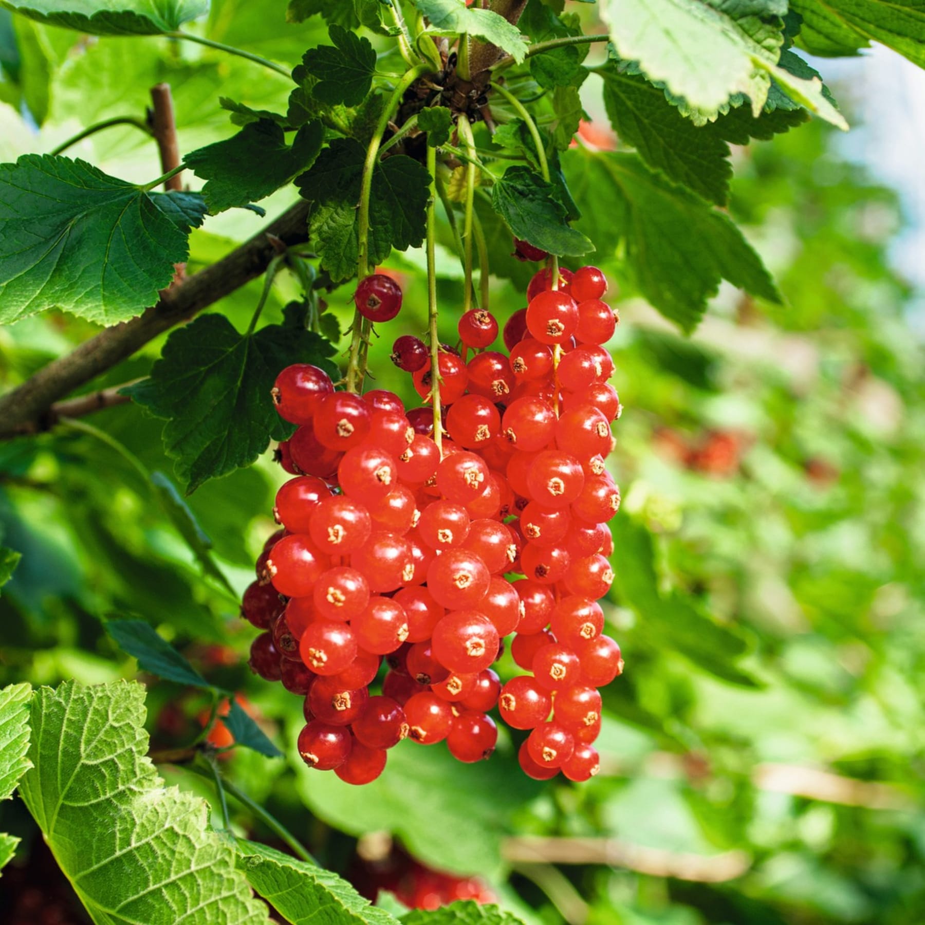 Leuchtend rote Johannisbeeren hängen in Büscheln vom üppigen grünen Laub der Pflanze, vor einem unscharfen natürlichen Hintergrund.