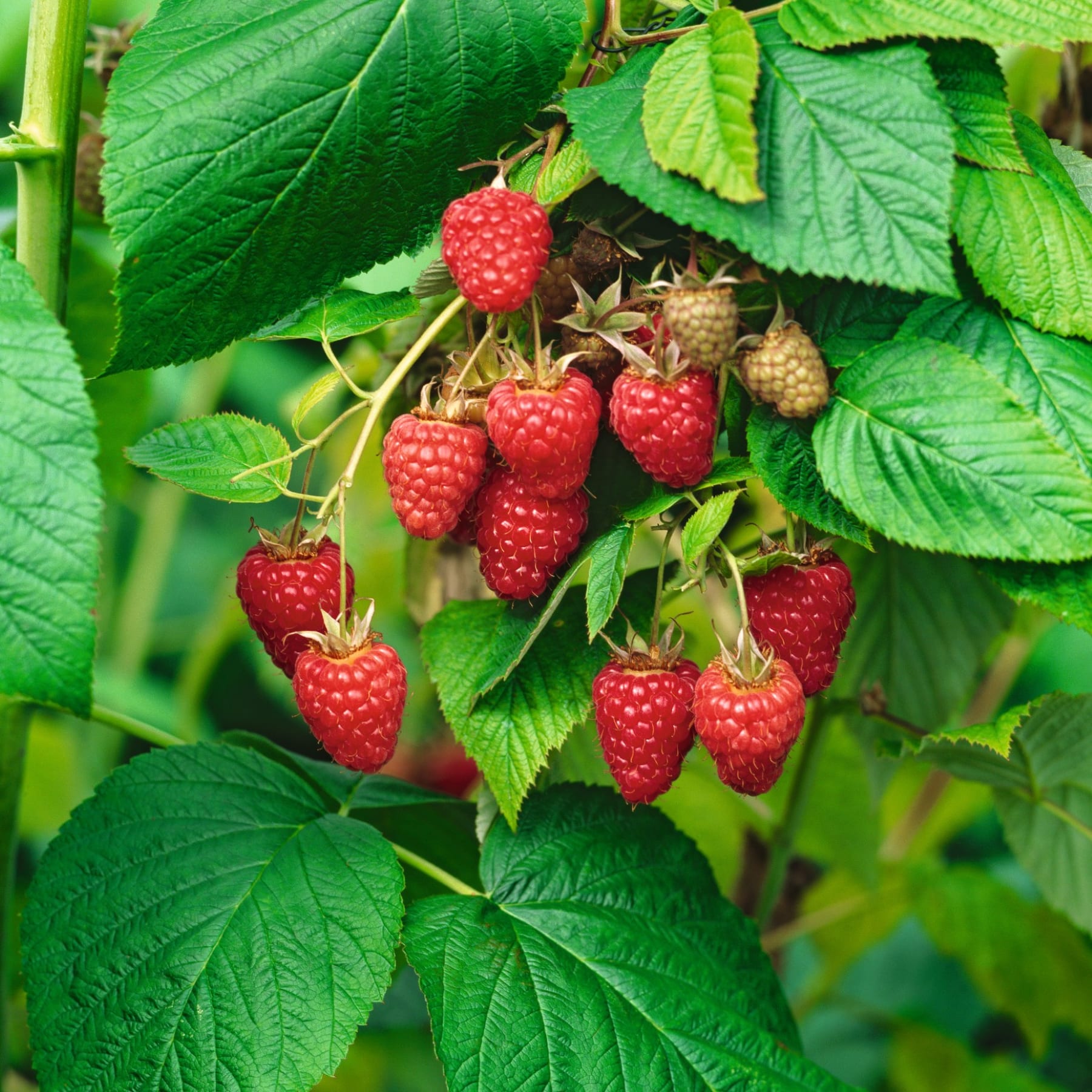 Saftig grüne Blätter umgeben eine Gruppe reifer, roter Himbeeren, die zwischen den Blättern eingebettet sind.