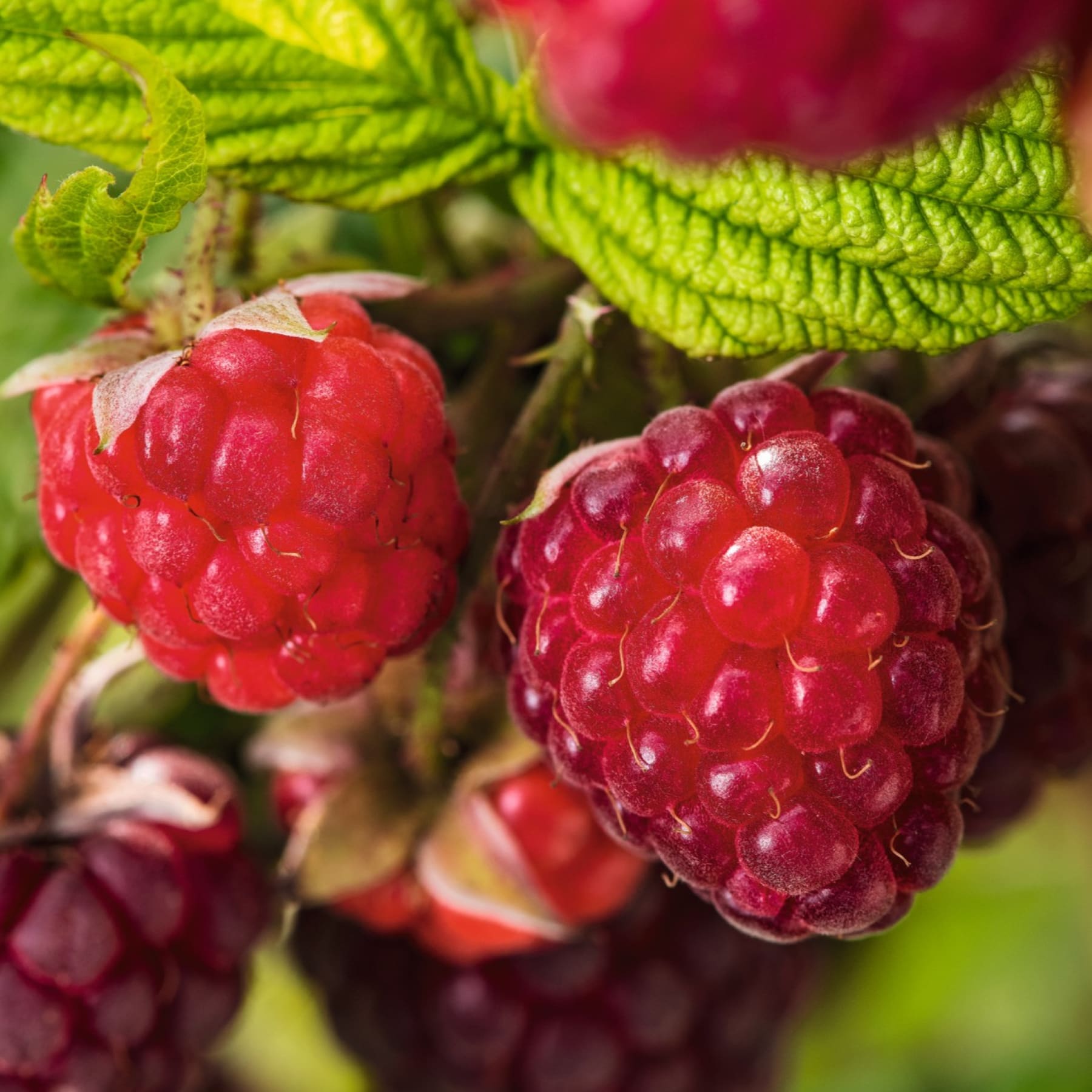Leuchtend rote Himbeeren, eingebettet zwischen üppigen grünen Blättern, vor einem unscharfen natürlichen Hintergrund.
