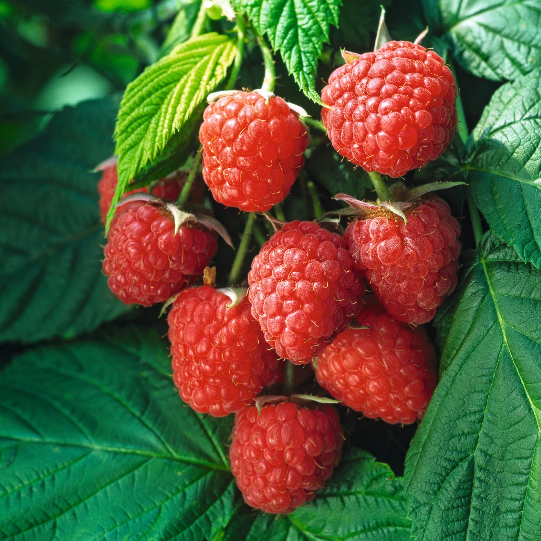 Leuchtend rote Himbeeren, eingebettet zwischen üppigen grünen Blättern, schaffen eine optisch ansprechende und natürliche Szene.