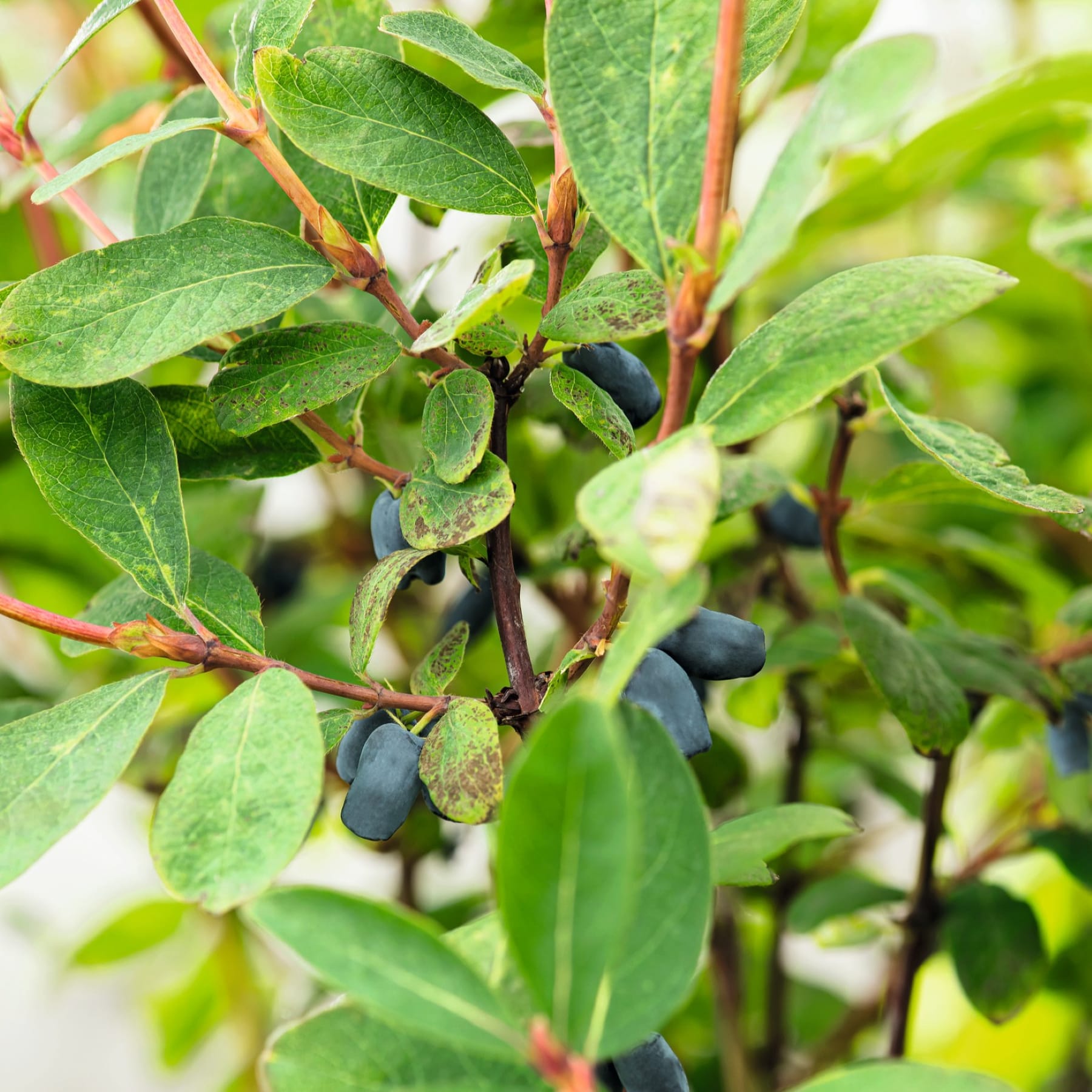 Das Bild zeigt eine Nahaufnahme einer Pflanze mit üppigen grünen Blättern und dunkelblauen Beeren, die an ihren Zweigen wachsen, vor einem unscharfen Hintergrund aus noch mehr Grün.