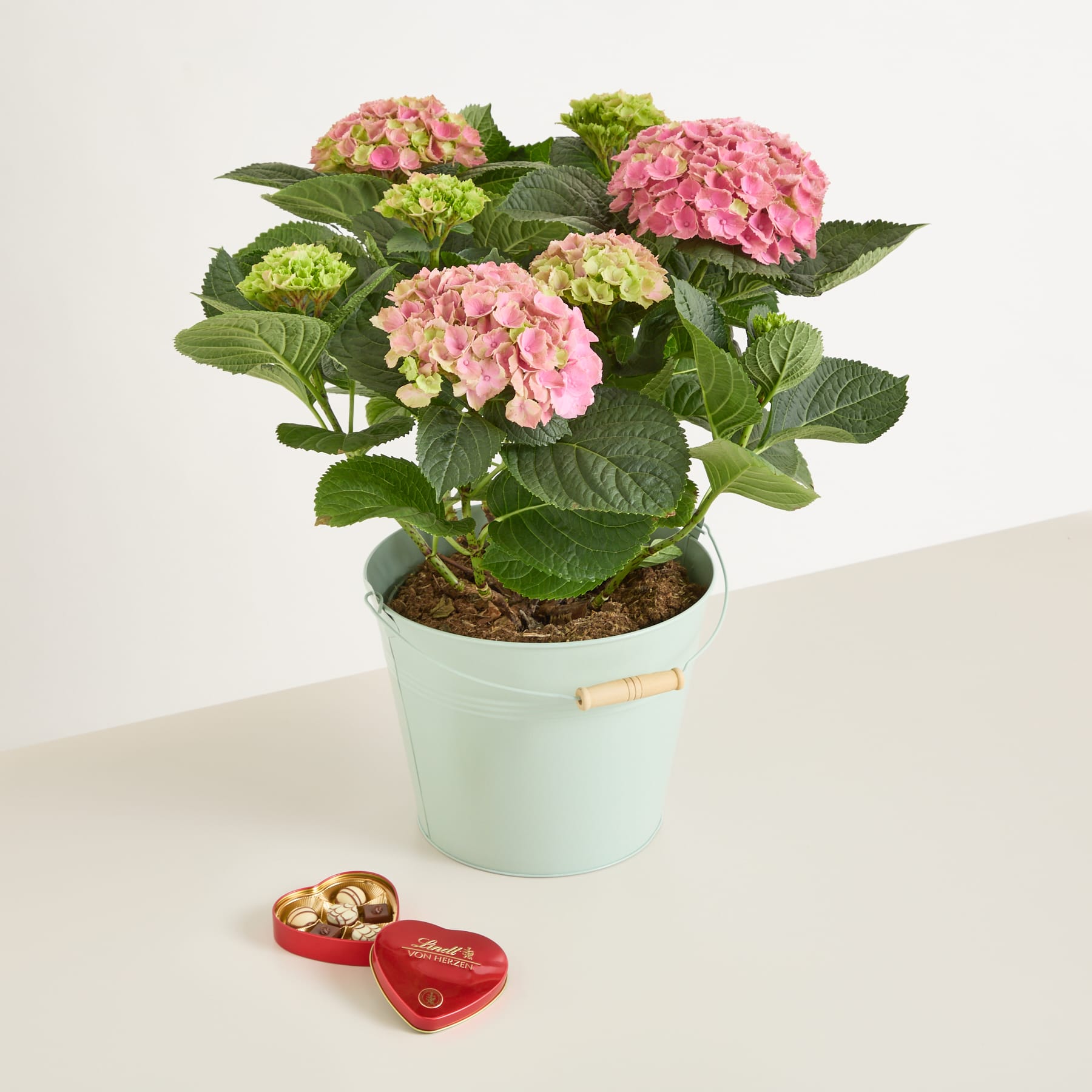 Auf einer weißen Fläche steht eine Hortensienpflanze im Topf mit leuchtend rosa und grünen Blüten, im Vordergrund ein Paar herzförmiger Schmuckkästchen.