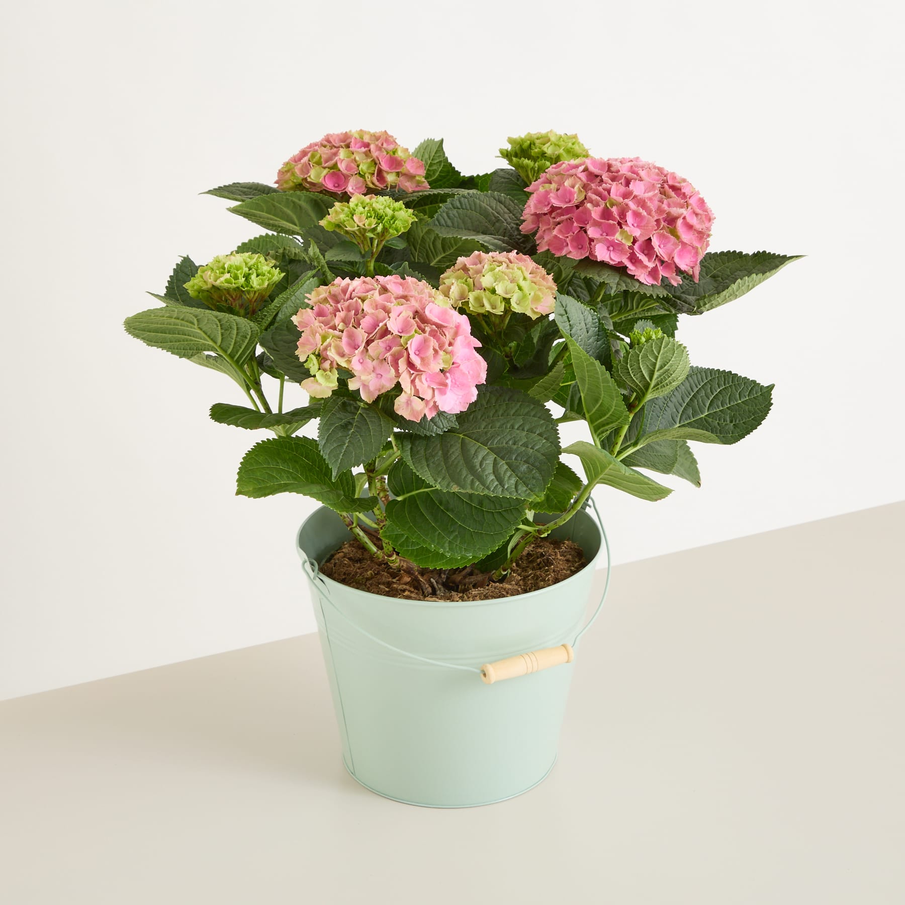 Das Bild zeigt eine Hortensie im Topf mit leuchtend rosa und grünen Blüten vor einem schlichten weißen Hintergrund.