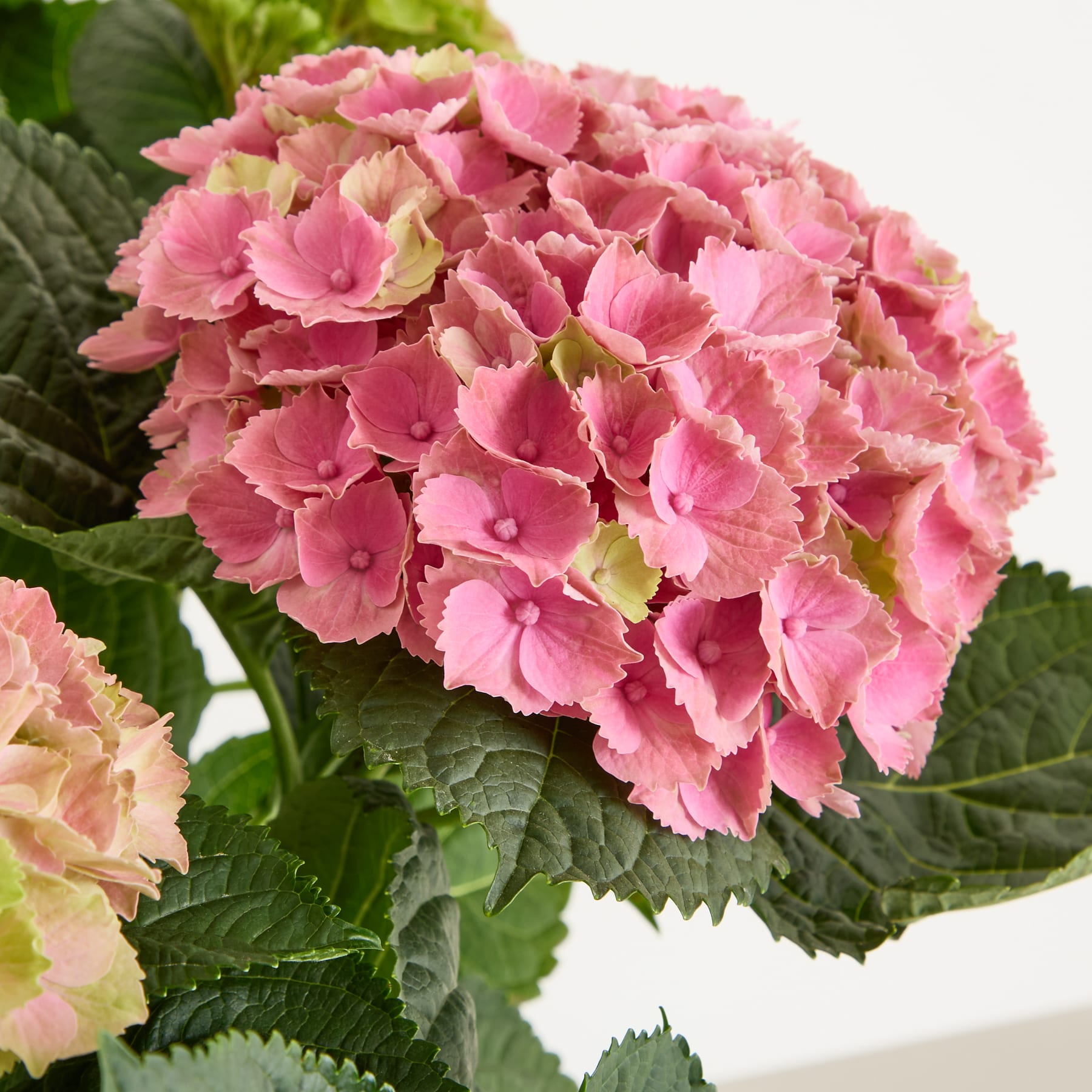 Eine leuchtende Ansammlung rosa Hortensienblüten, umgeben von üppigen grünen Blättern vor einem unscharfen natürlichen Hintergrund.
