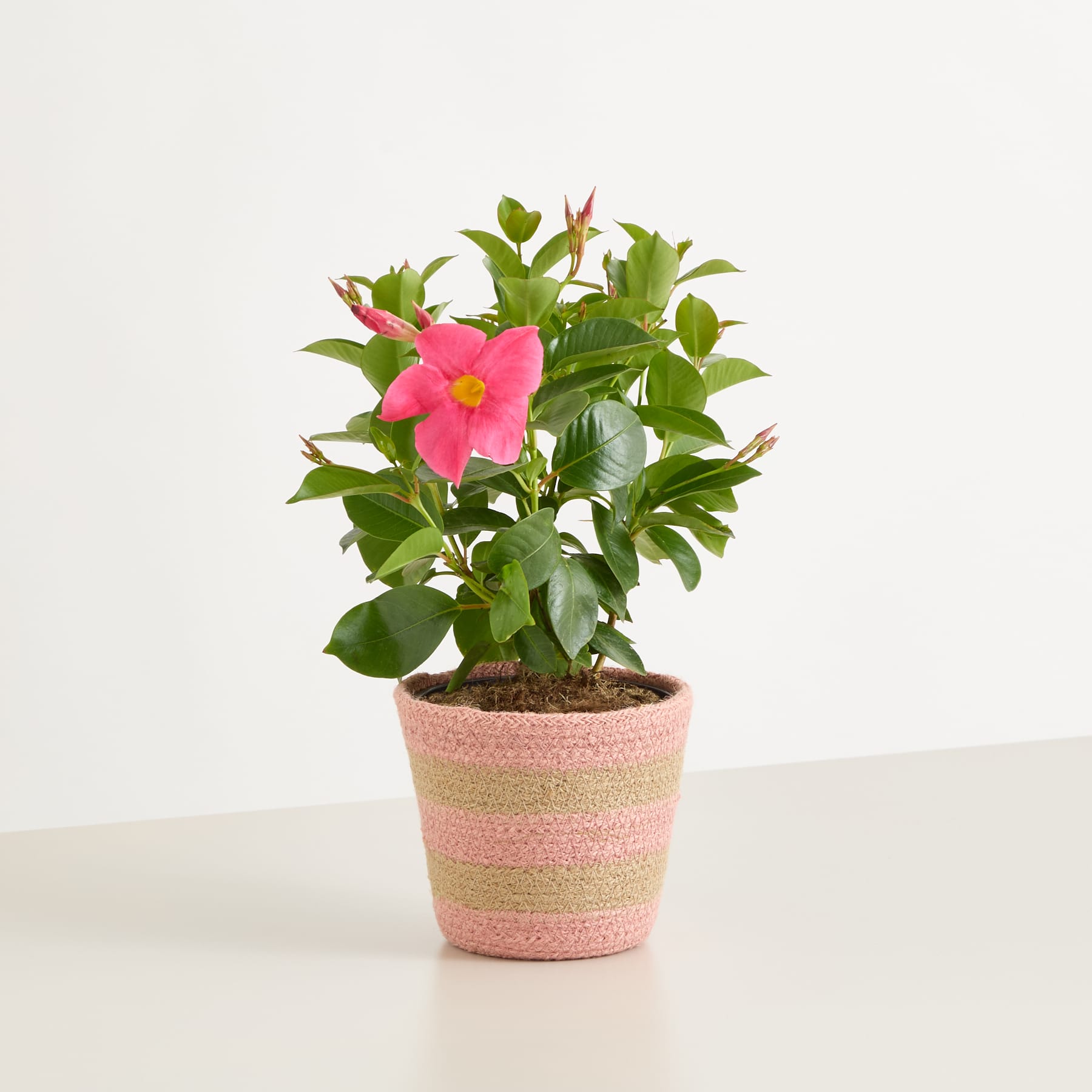 Eine leuchtend rosa Hibiskusblüte blüht in einem rosa und beigen gestreiften Keramiktopf vor einem schlichten weißen Hintergrund.