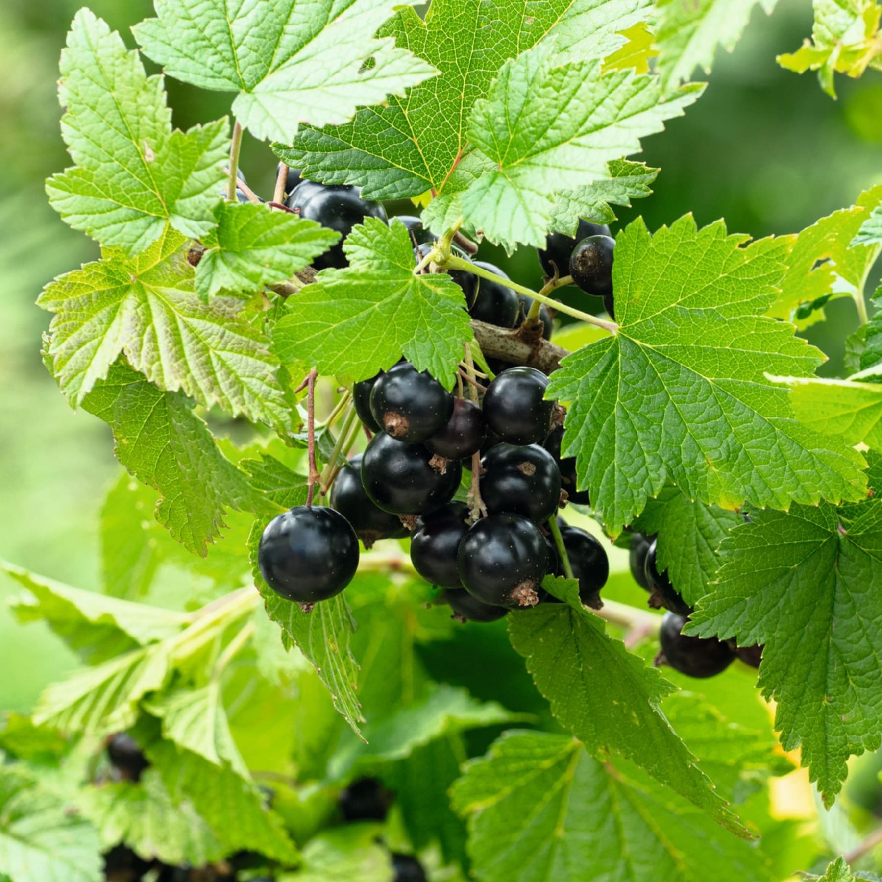 Trauben reifer, dunkel gefärbter Beeren liegen eingebettet zwischen den üppigen, grünen Blättern einer Pflanze in einer natürlichen Umgebung im Freien.