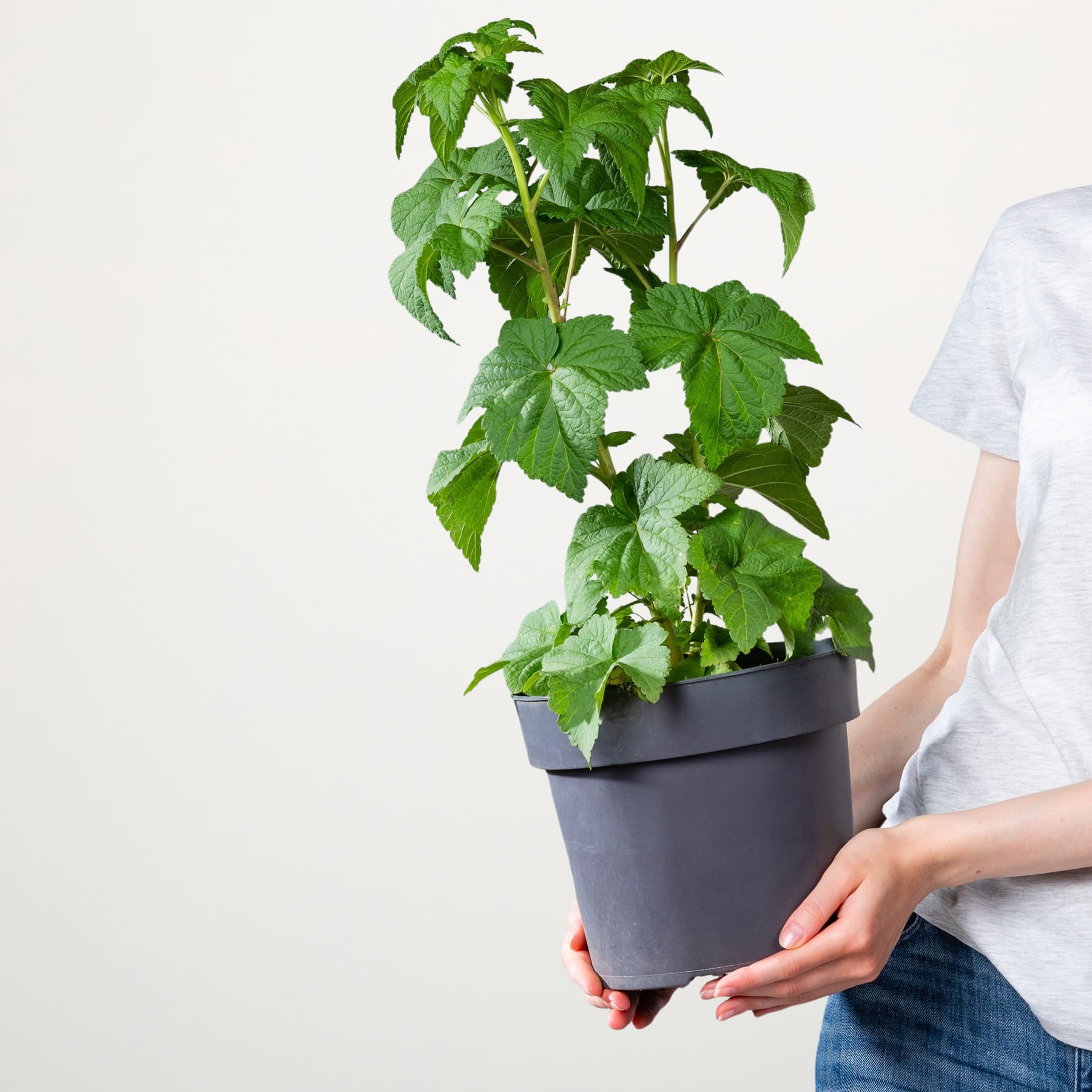 Eine Person hält eine Topfpflanze mit großen, grünen Blättern vor einem schlichten weißen Hintergrund.
